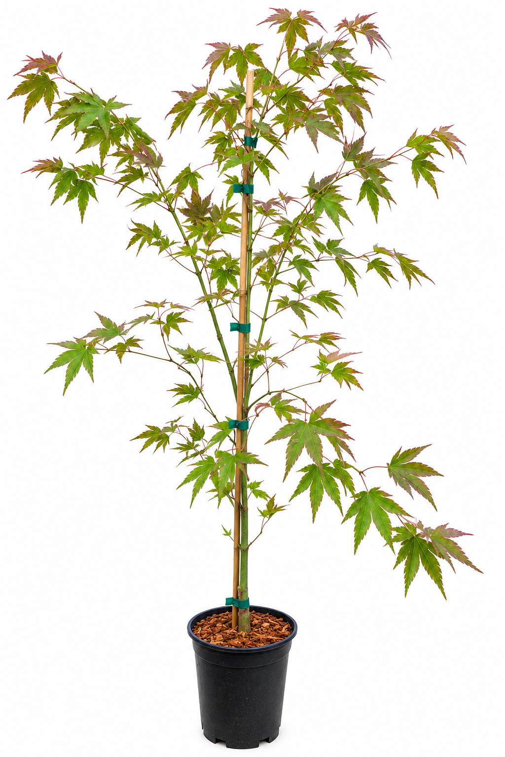 Acer palmatum 'Chuguji' Japanese maple in a #1 nursery container, showing large palmate leaves with distinctive red tipping on new spring growth