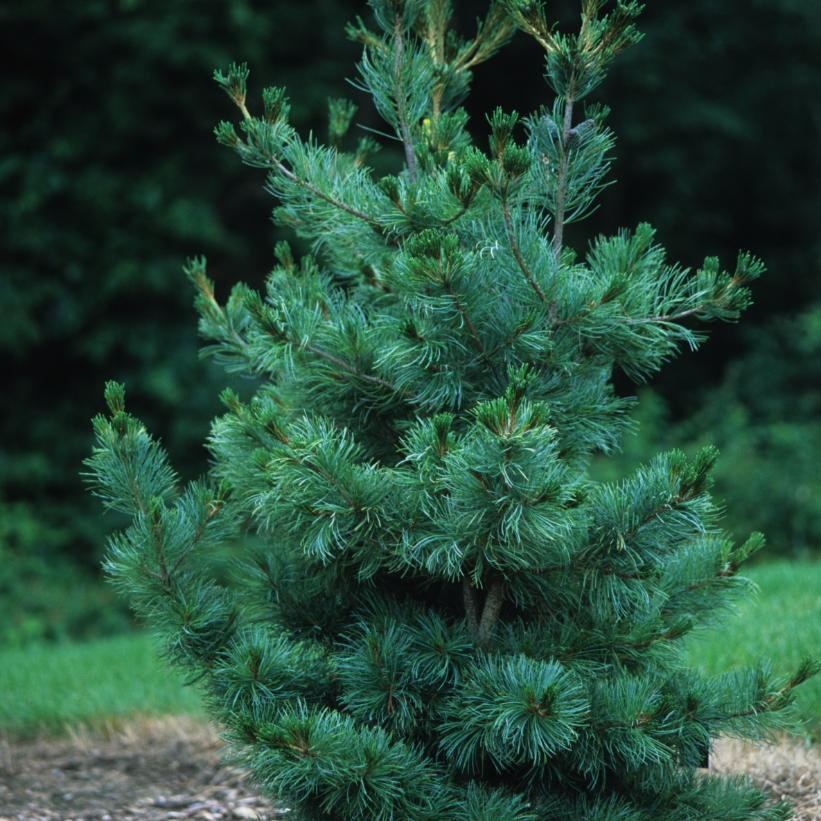 Pinus parviflora ‘IBO CAN’