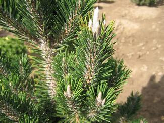 Japanese black pine 'Kotobuki'