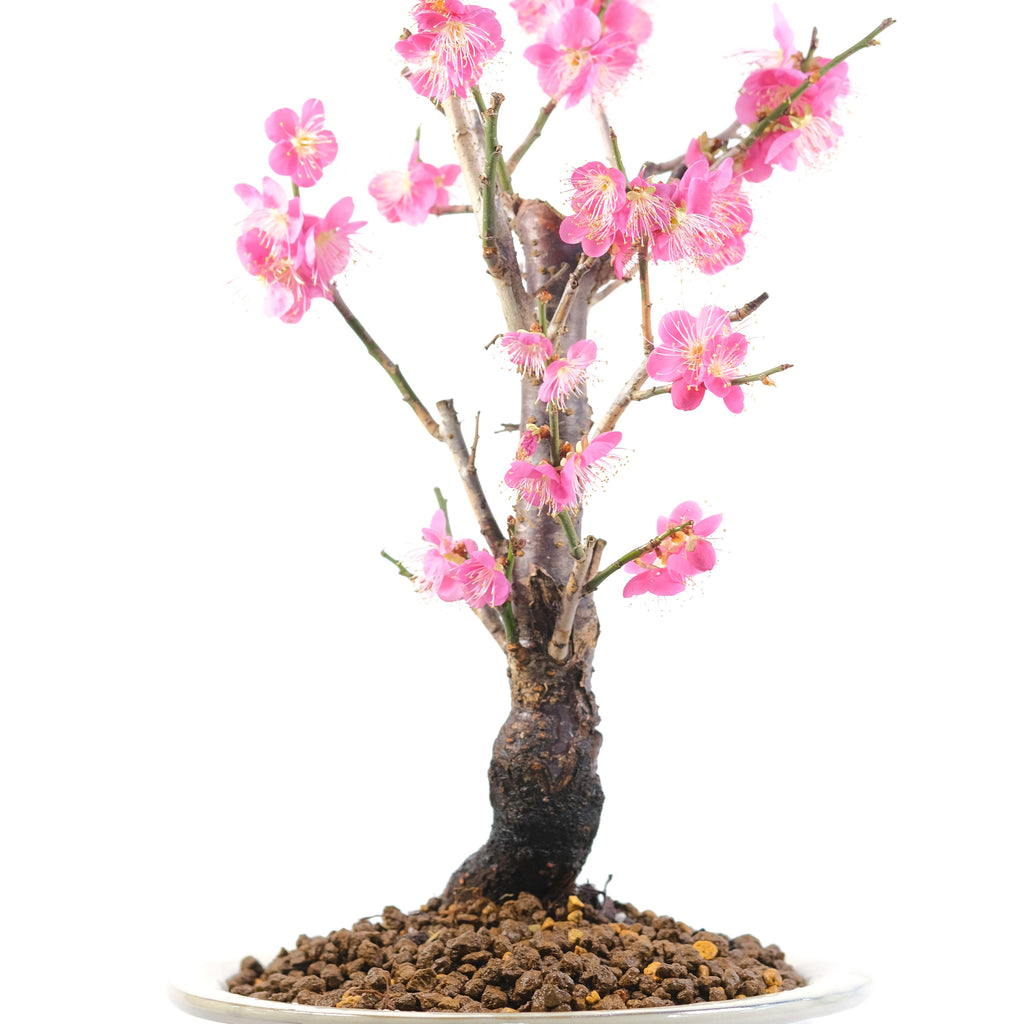 Japanese Flowering Apricot Pink Flower 'Hibai'  [紅梅]