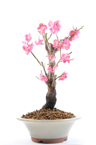 Japanese Flowering Apricot Pink Flower 'Hibai'  [紅梅]