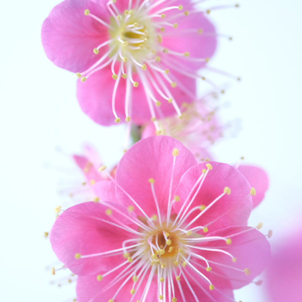 Japanese Flowering Apricot Pink Flower 'Hibai'  [紅梅]