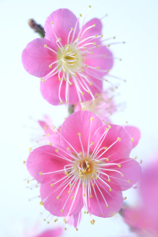 Japanese Flowering Apricot Pink Flower 'Hibai'  [紅梅]