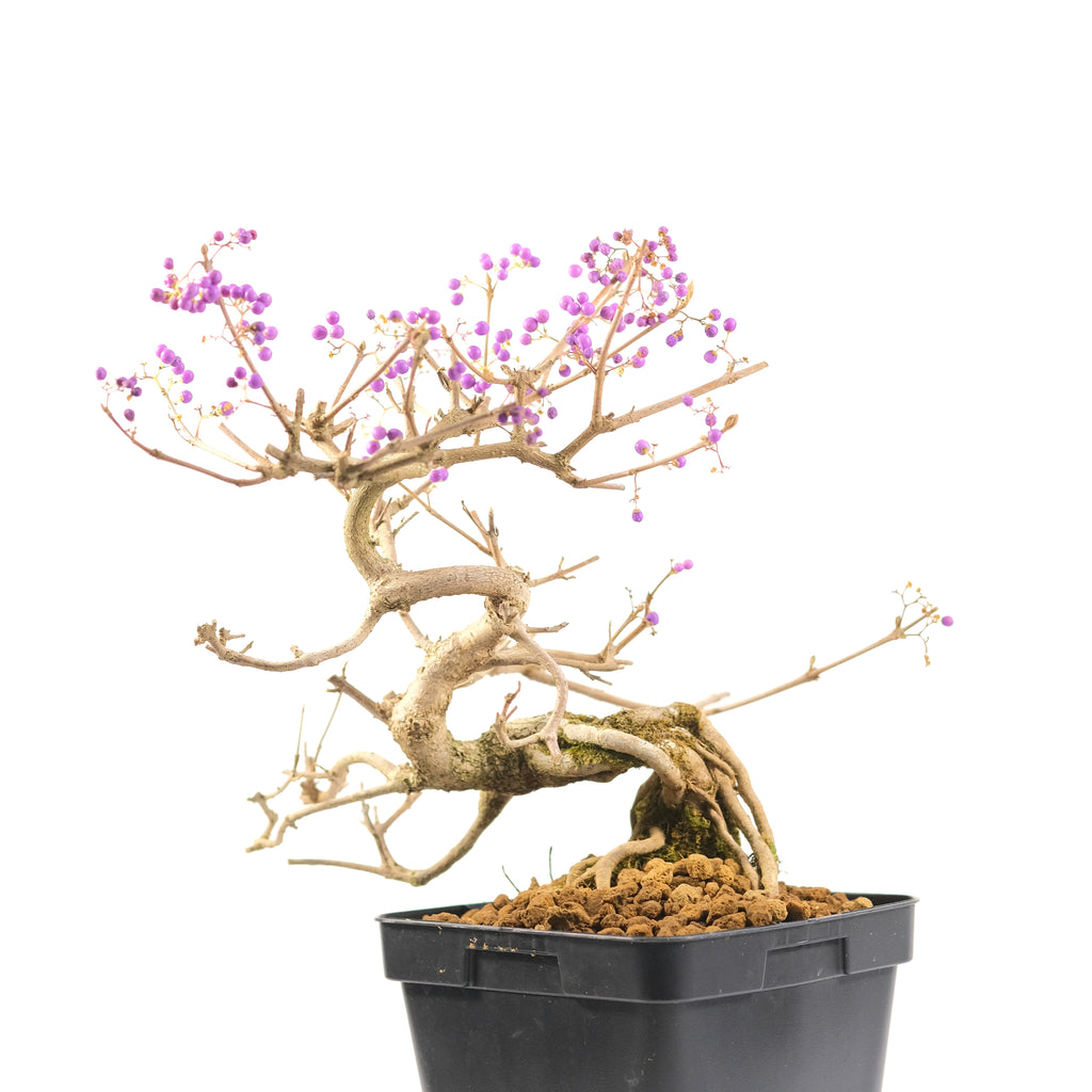 Japanese Beautyberry 'Ko-Murasaki'