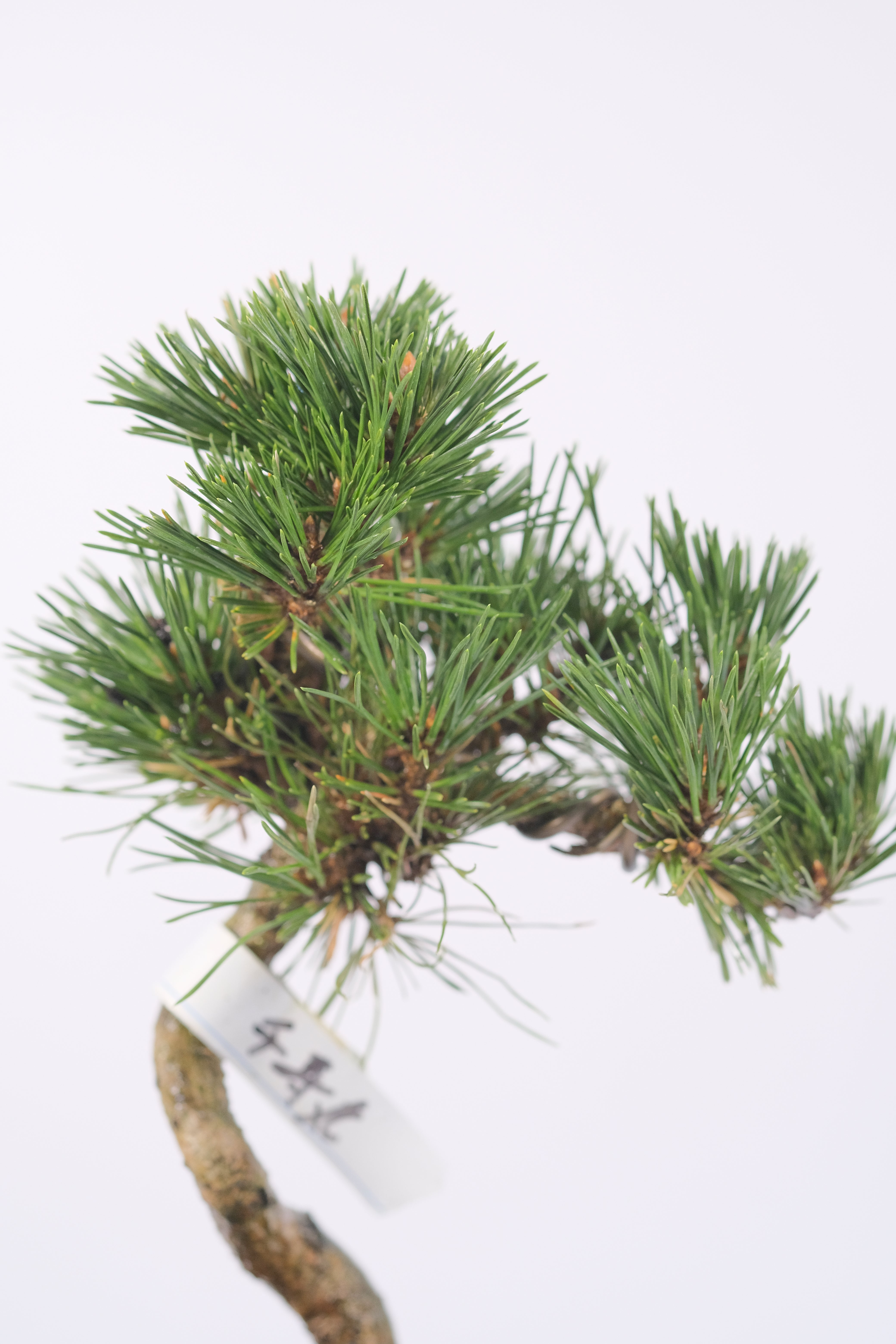Japanese black pine 'senjumaru'