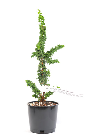 Chamaecyparis obtusa ‘Chirimen’ 4" Pot