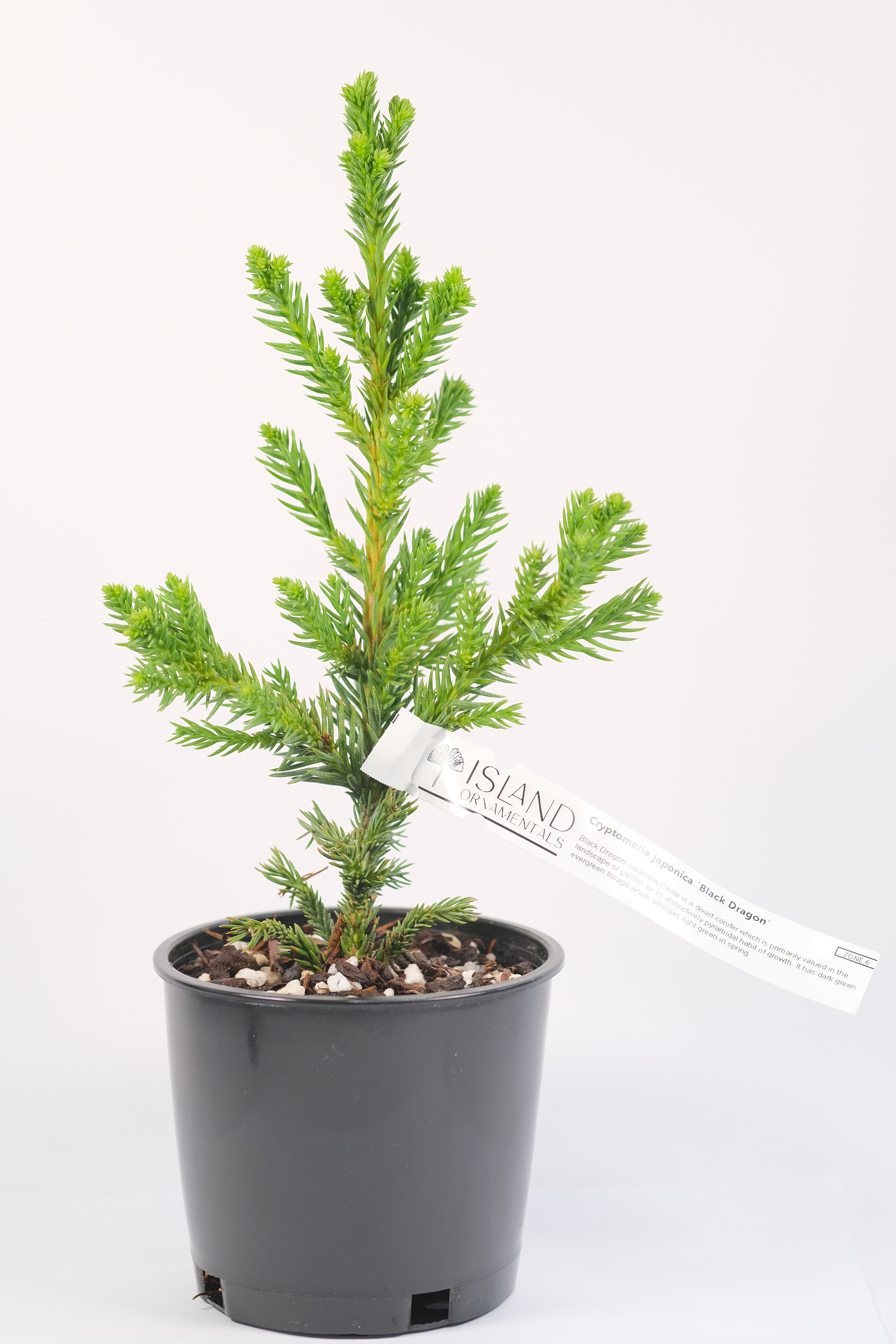 Cryptomeria japonica 'Black Dragon'