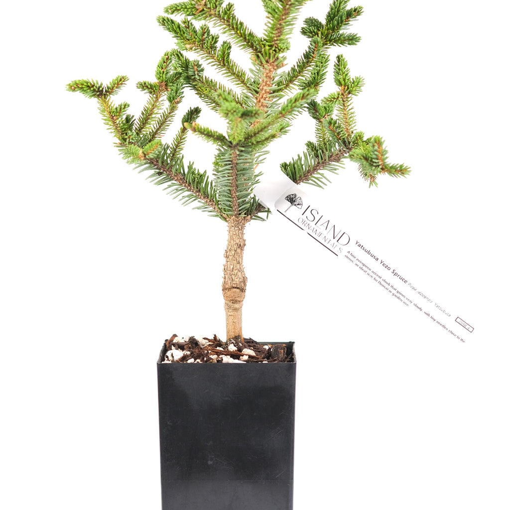 Yatsubusa Yezo Spruce