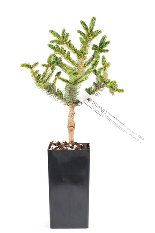 Yatsubusa Yezo Spruce