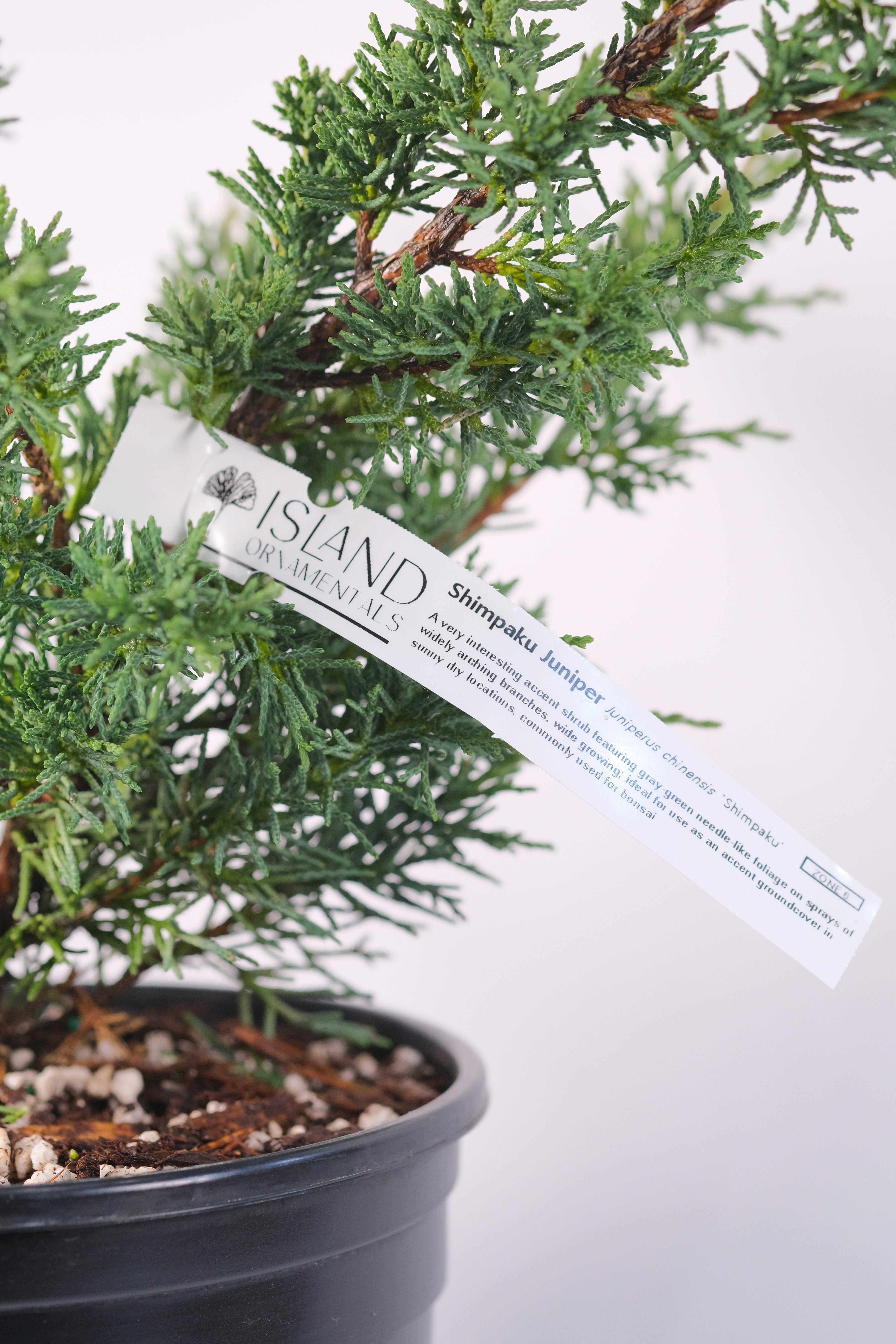 Juniperus chinensis 'Shimpaku'