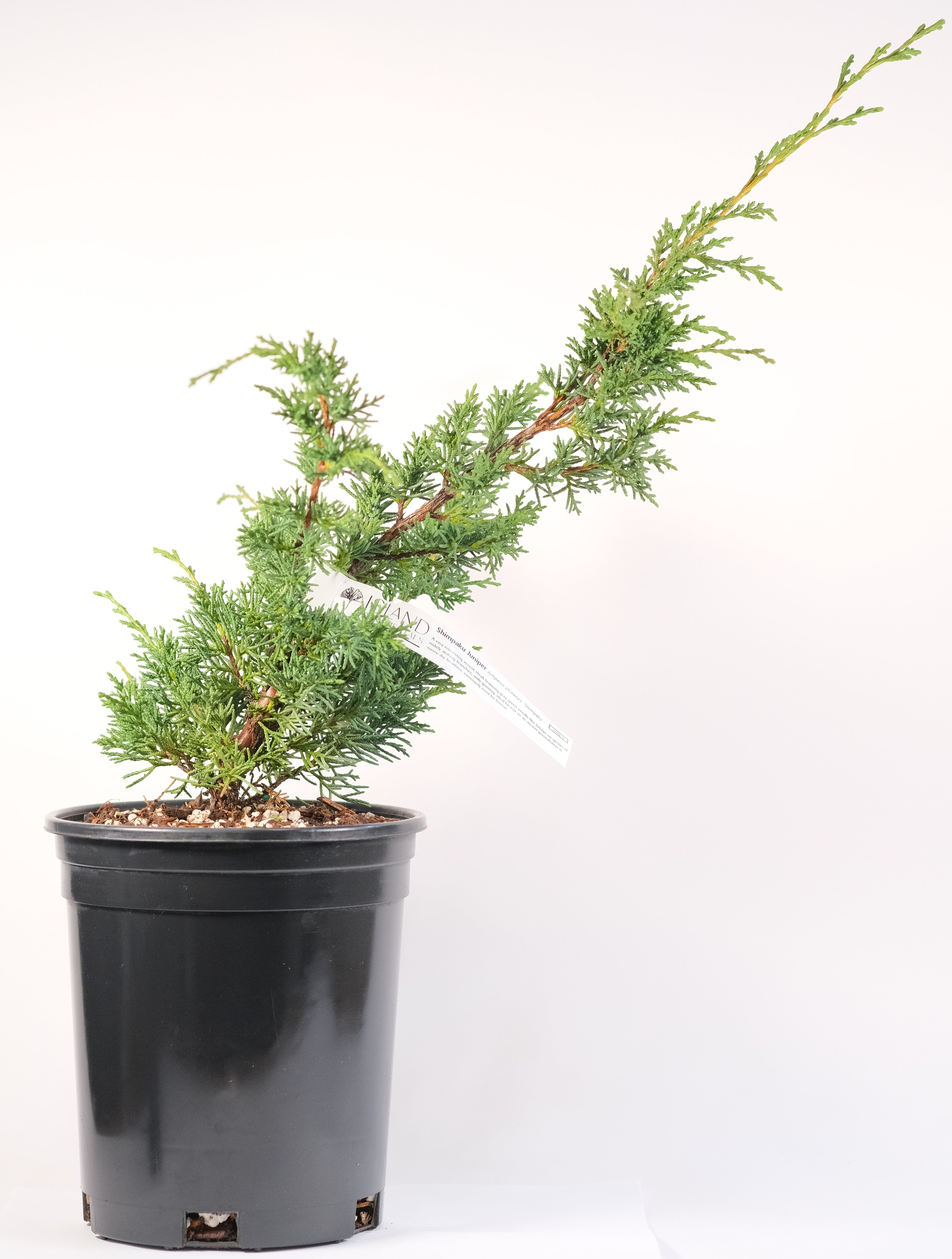 Juniperus chinensis 'Shimpaku'