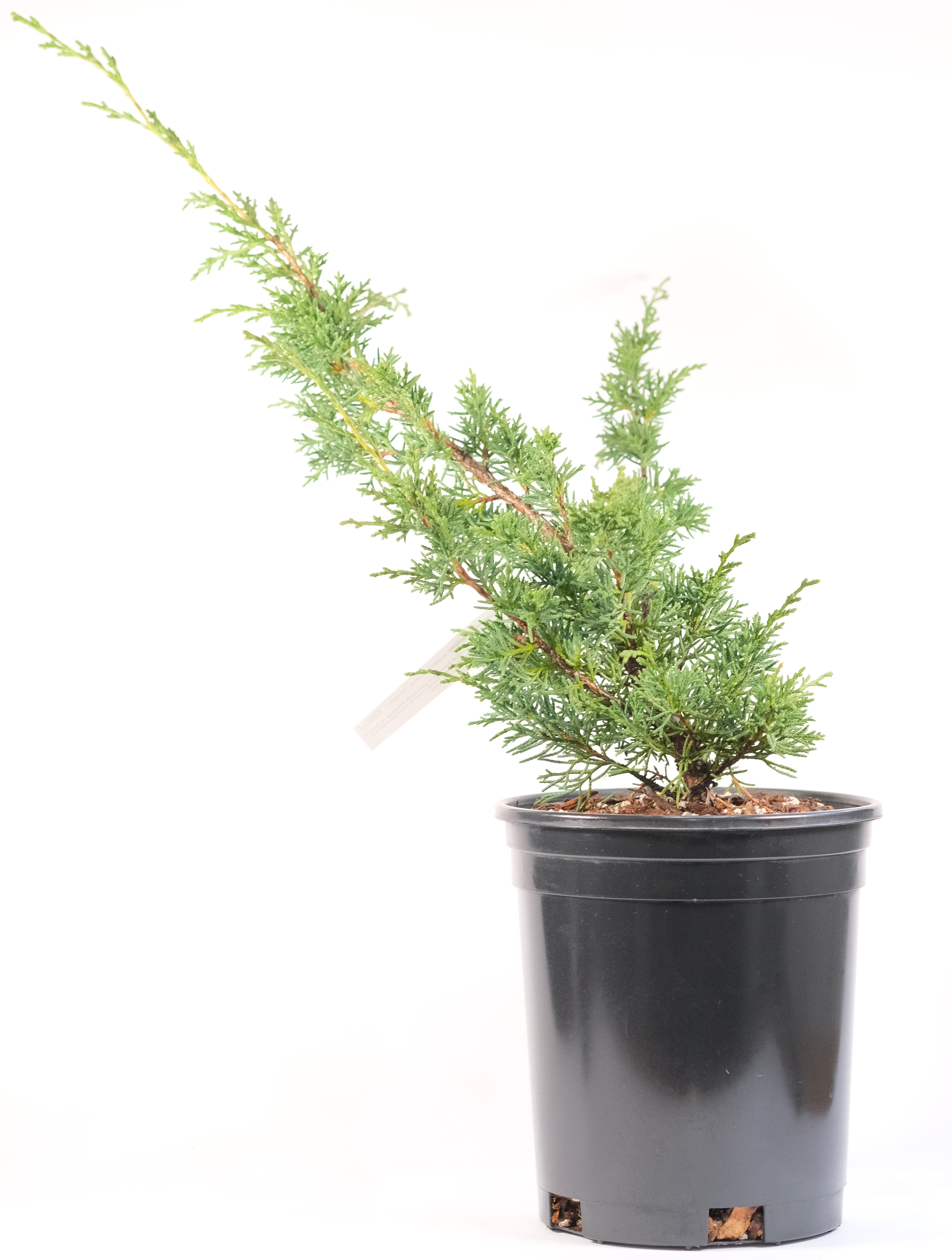 Juniperus chinensis 'Shimpaku'