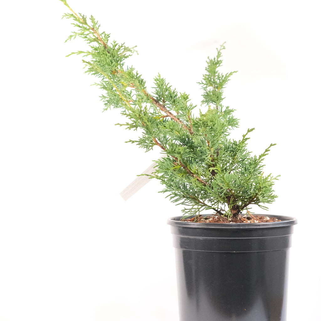 Juniperus chinensis 'Shimpaku'