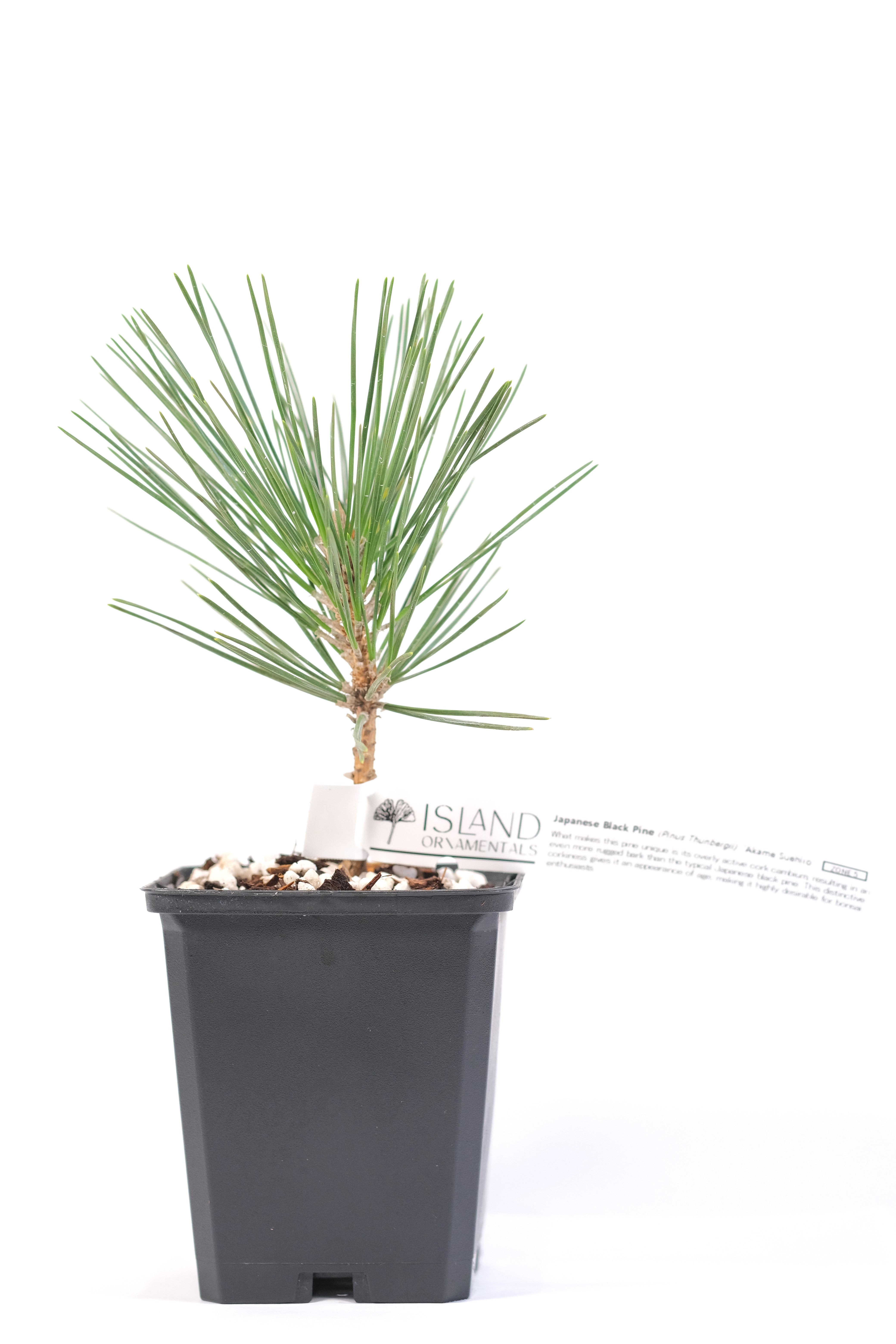 Cork bark Japanese black pine  'Akame Suehiro'