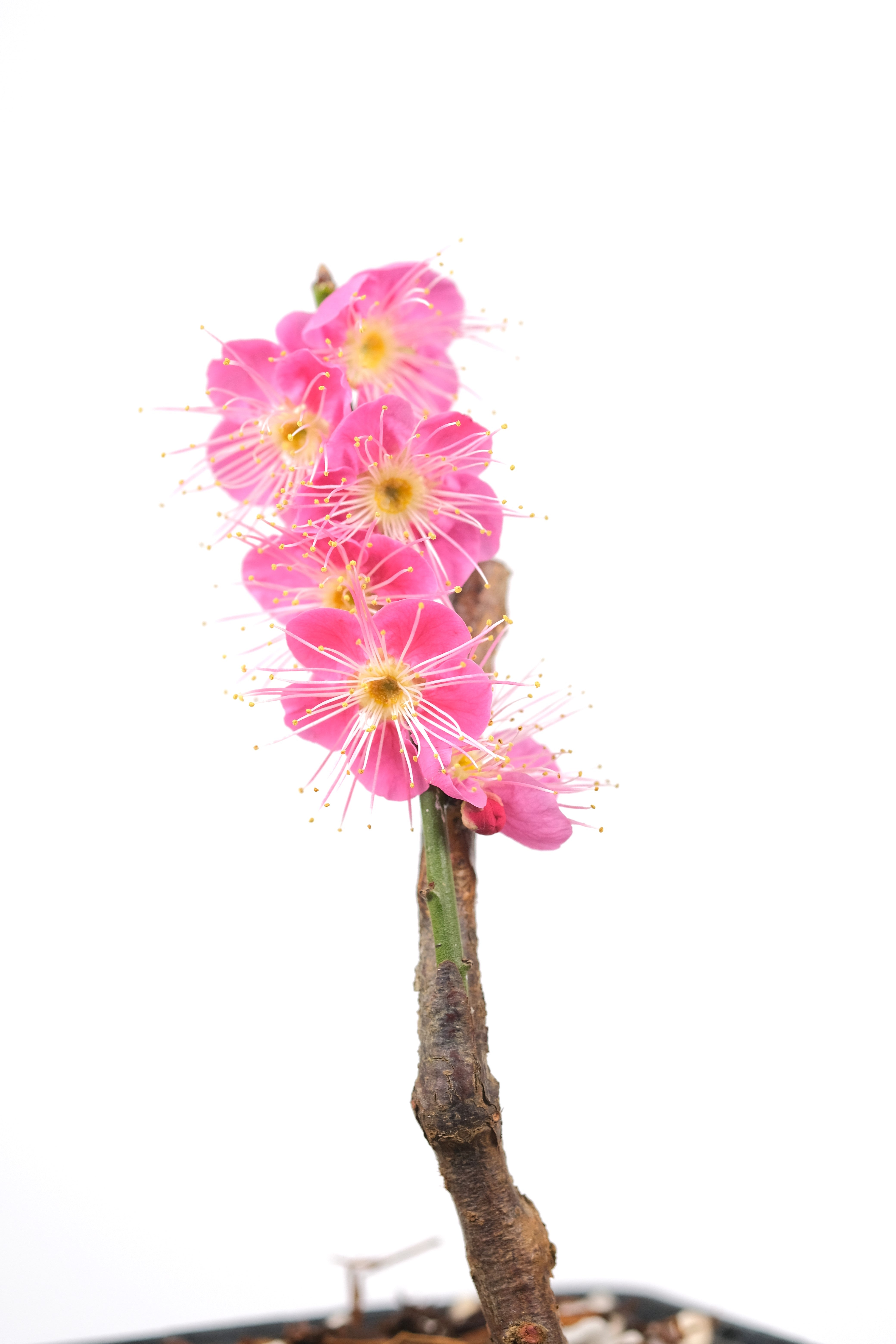 Japanese Flowering Apricot (Ume) 'Osakazuki'