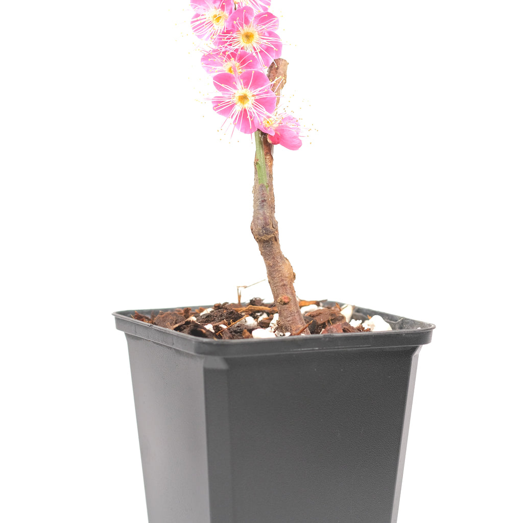 Japanese Flowering Apricot (Ume) 'Osakazuki'
