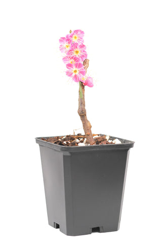 Japanese Flowering Apricot (Ume) 'Osakazuki'