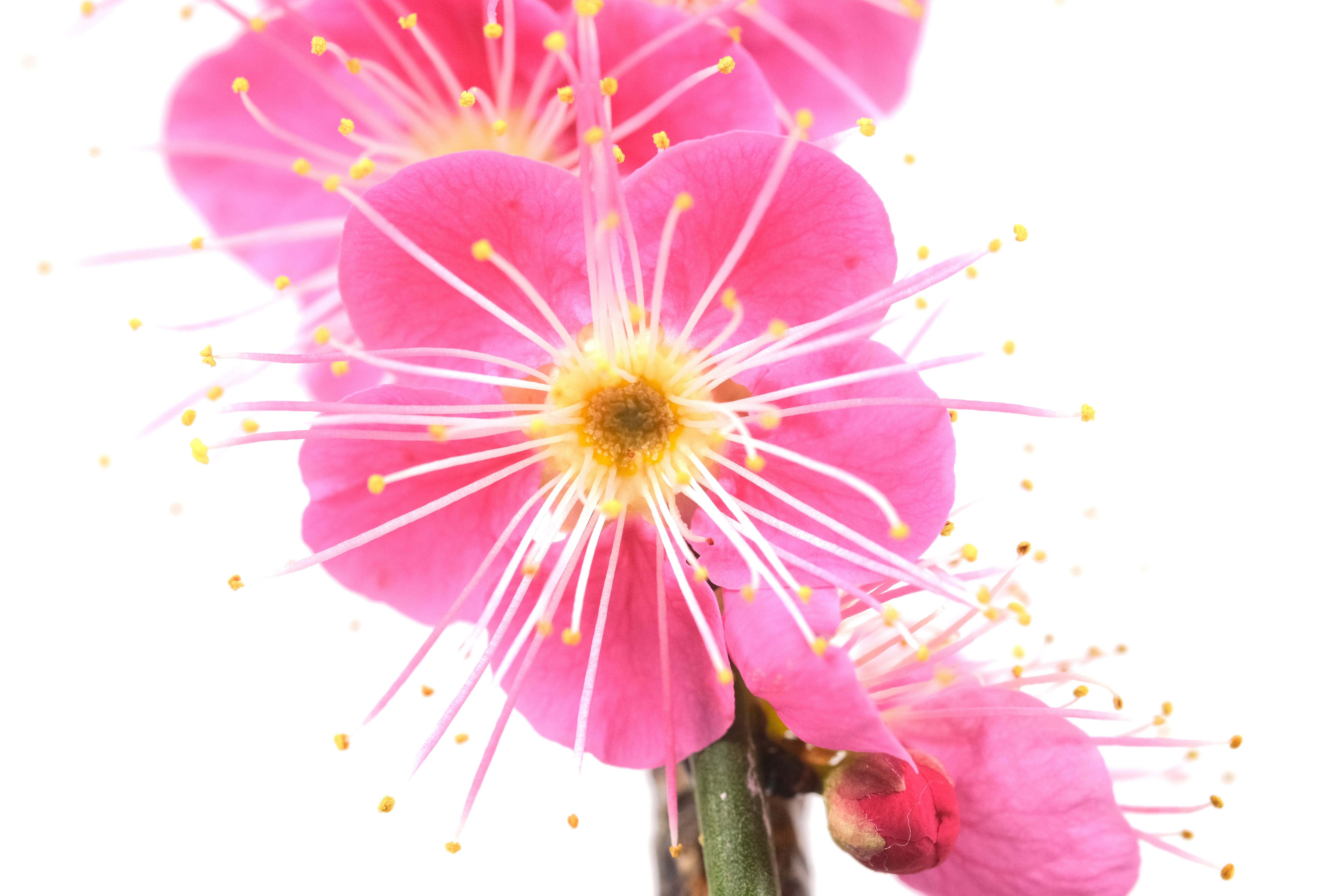 Japanese Flowering Apricot (Ume) 'Osakazuki'