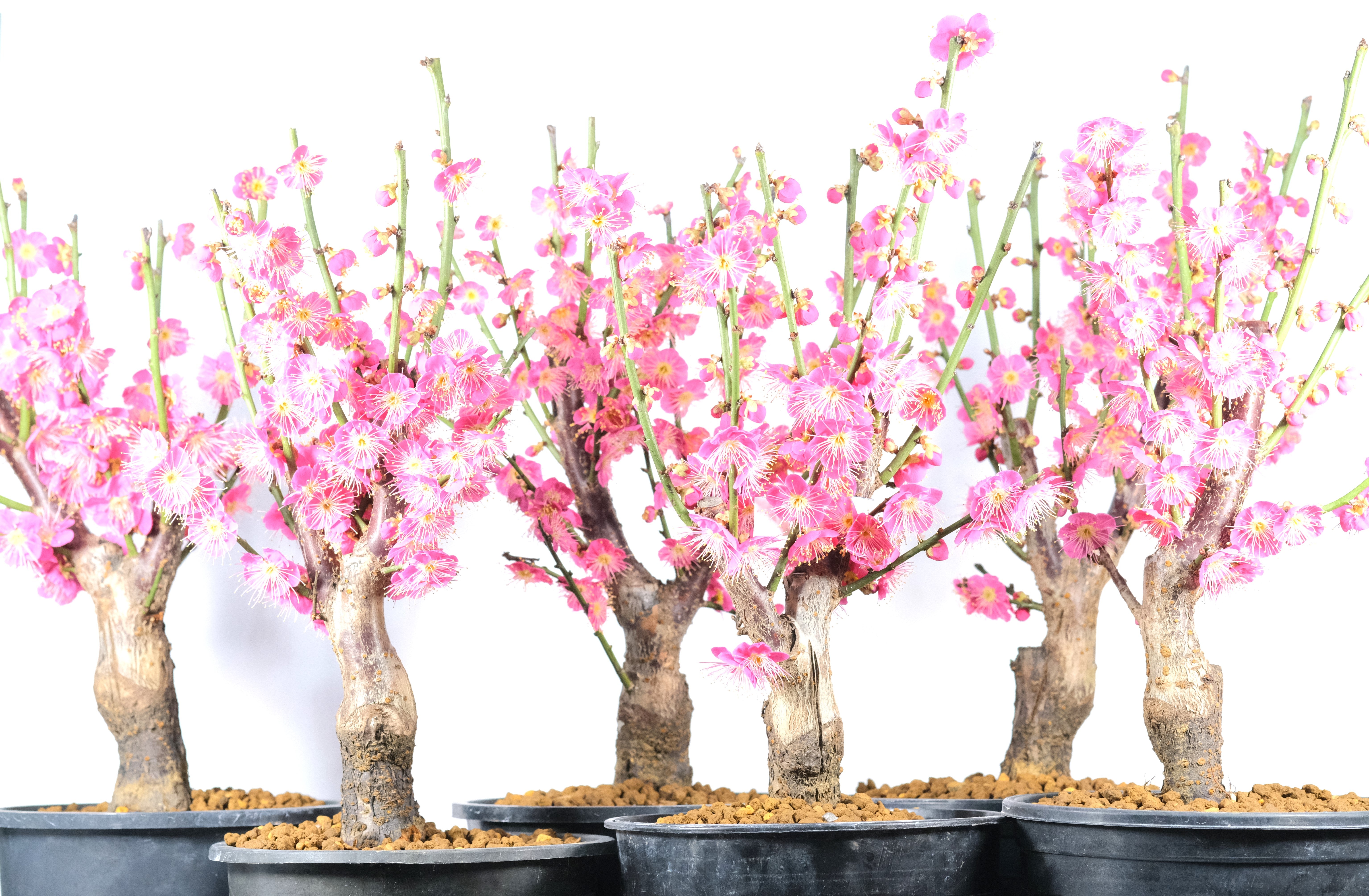 Japanese Flowering Apricot (Ume) 'Osakazuki'