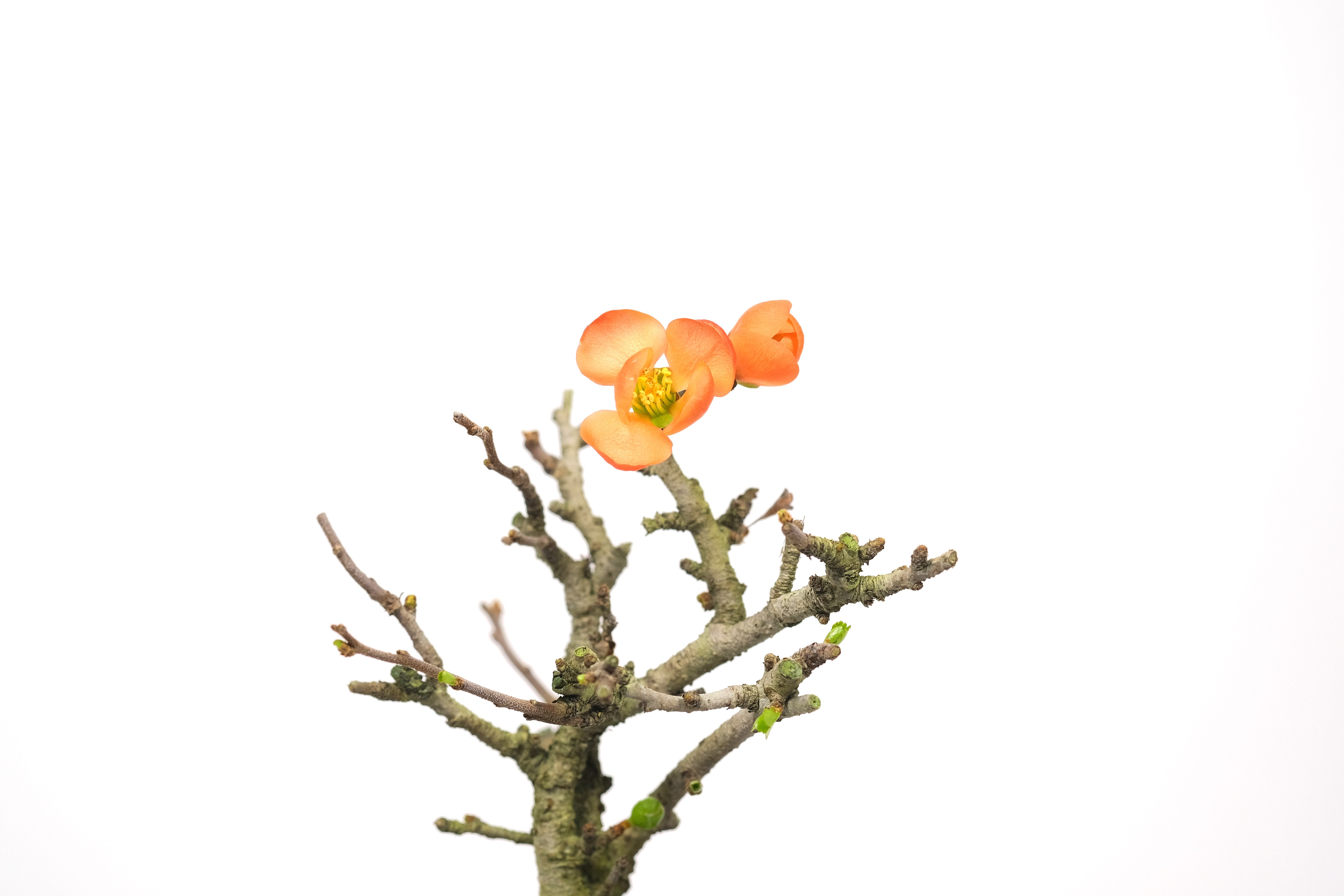 Red Chojubai (with orange-toned flowers)