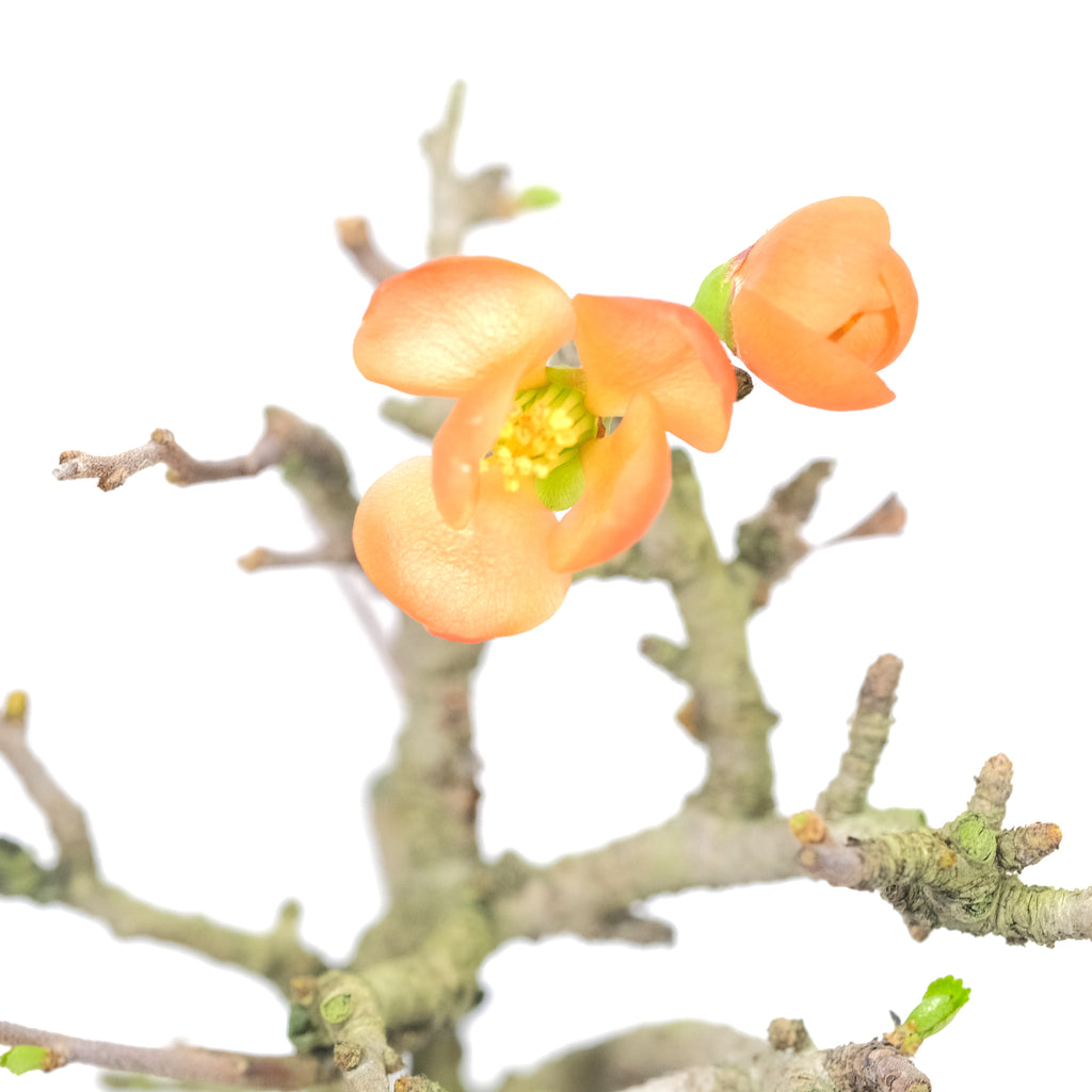 Red Chojubai (with orange-toned flowers)