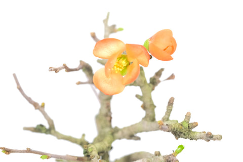 Orange 'Chojubai' Quince