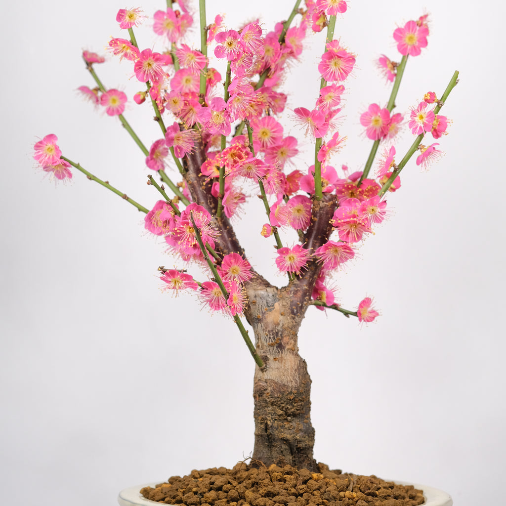 Japanese Flowering Apricot (Ume) 'Osakazuki'