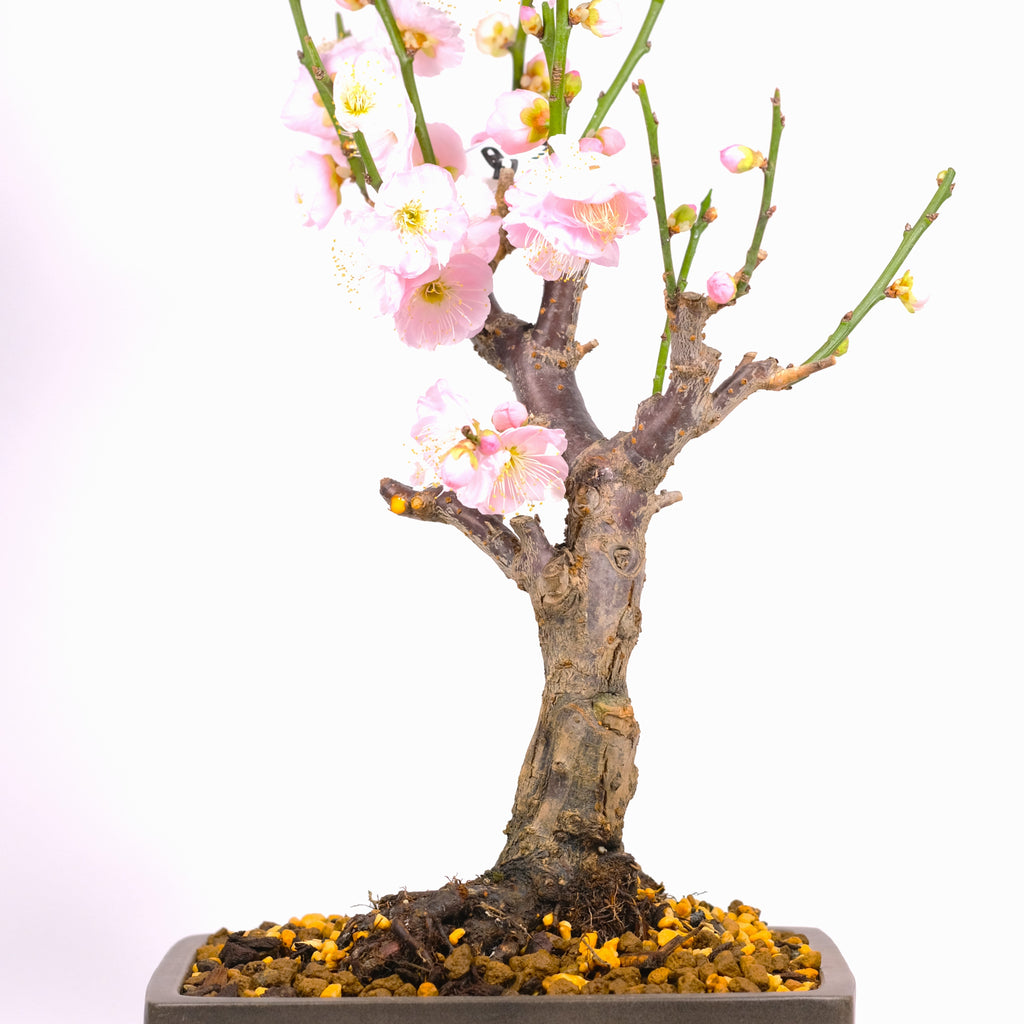 Japanese Flowering Apricot (Ume) 'Kenkyo'