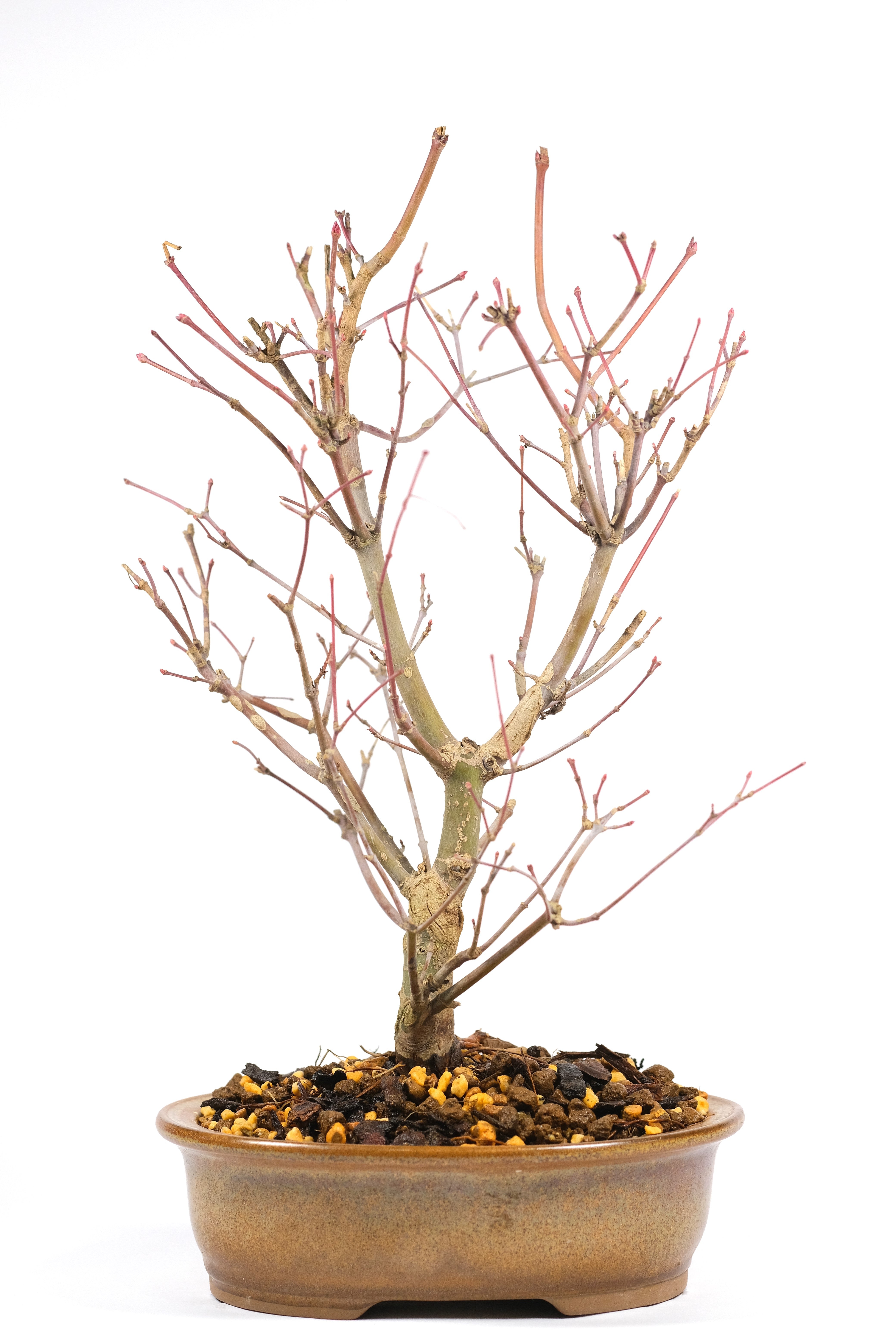 Japanese Maple 'Deshojo'