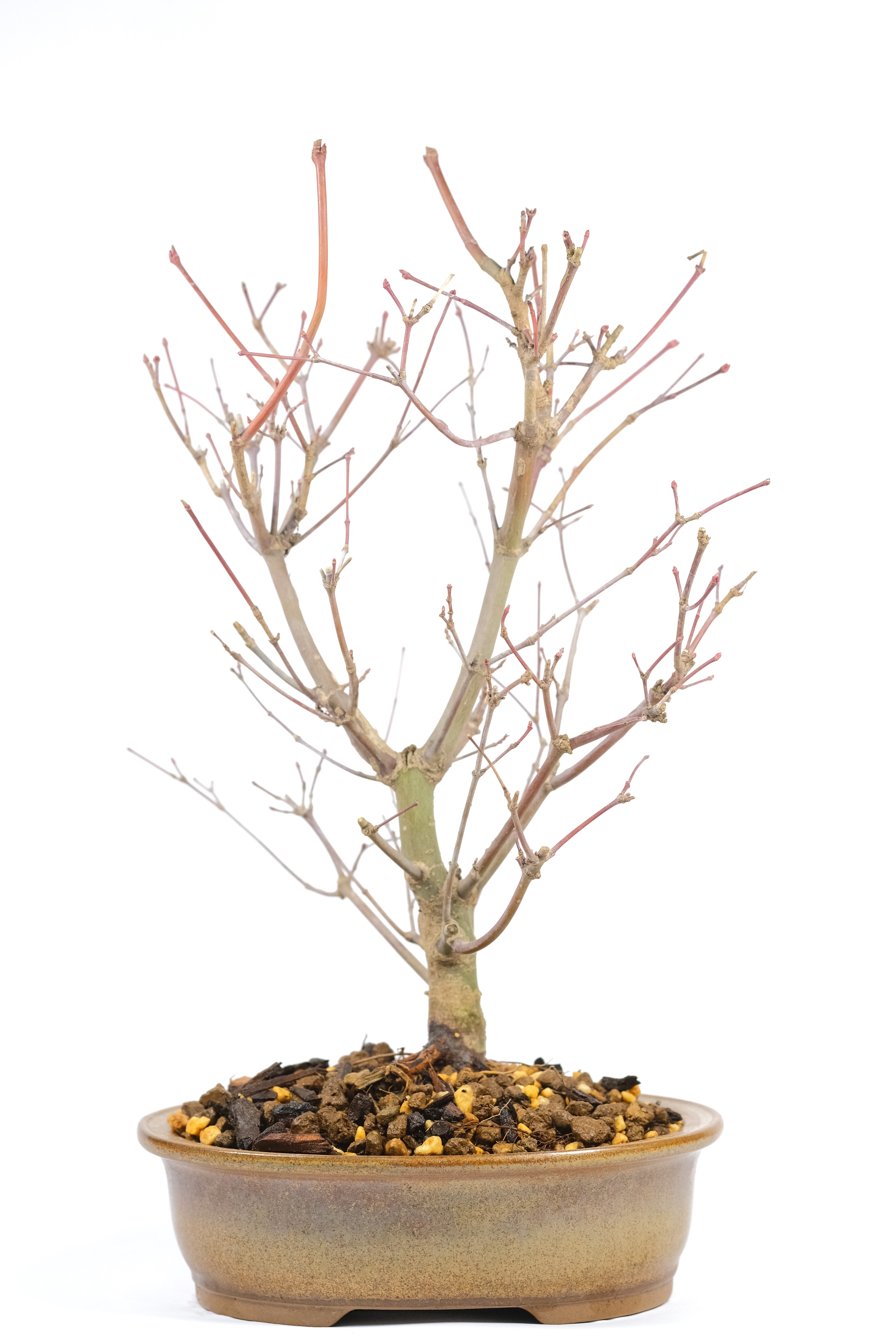 Japanese Maple 'Deshojo'