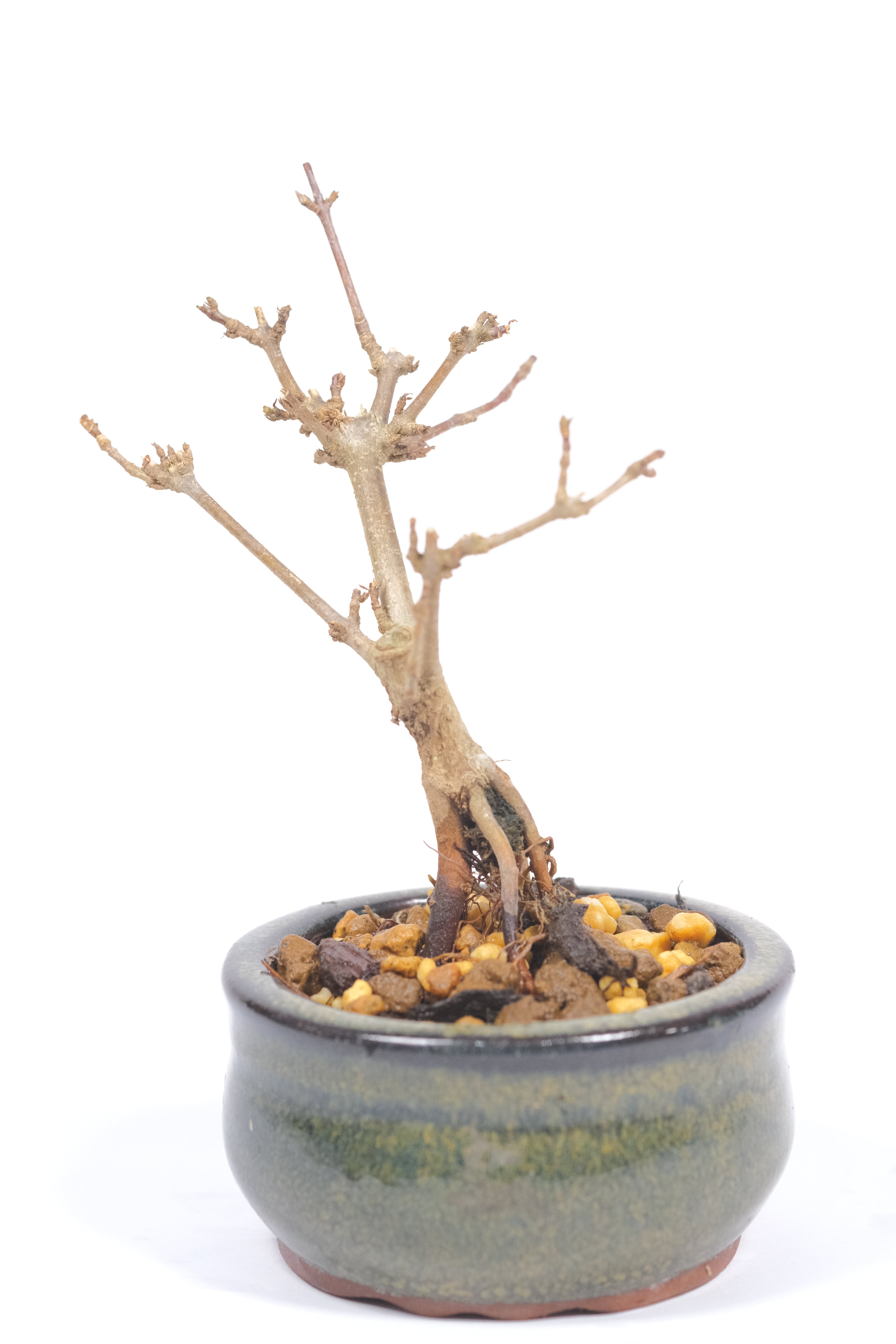 Trident Maple 'Fuyo-En'
