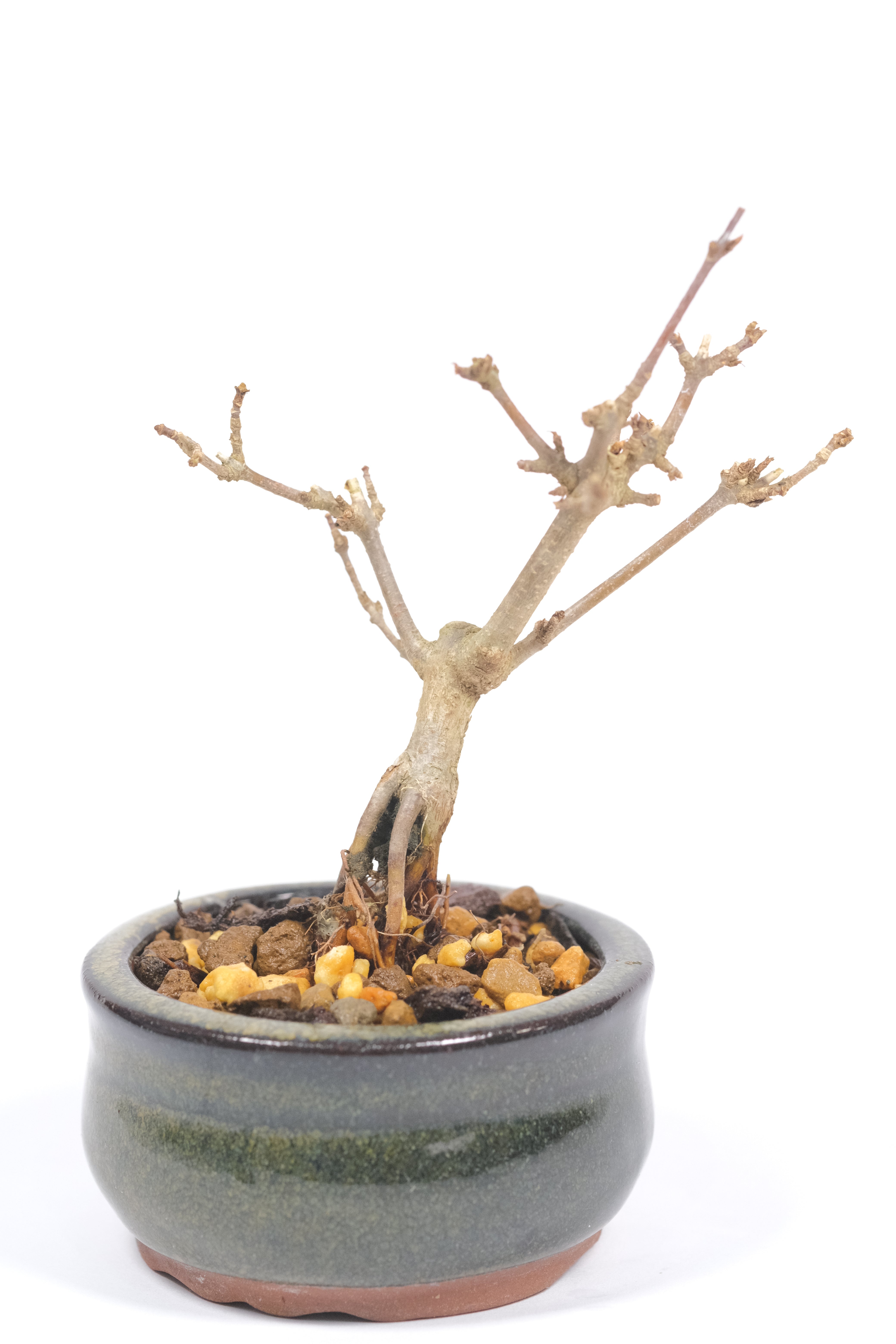 Trident Maple 'Fuyo-En'