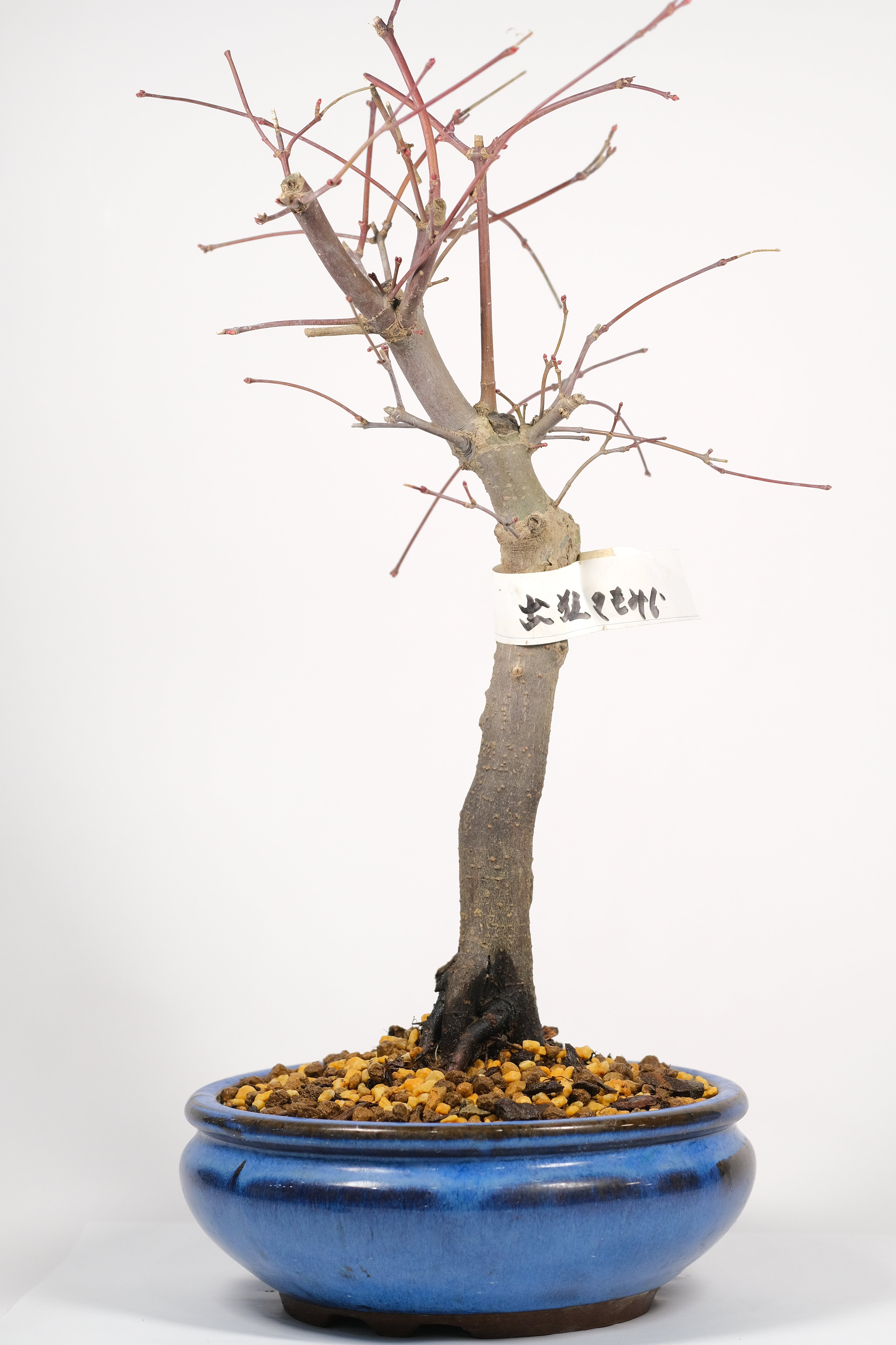 Japanese Maple 'Deshojo'