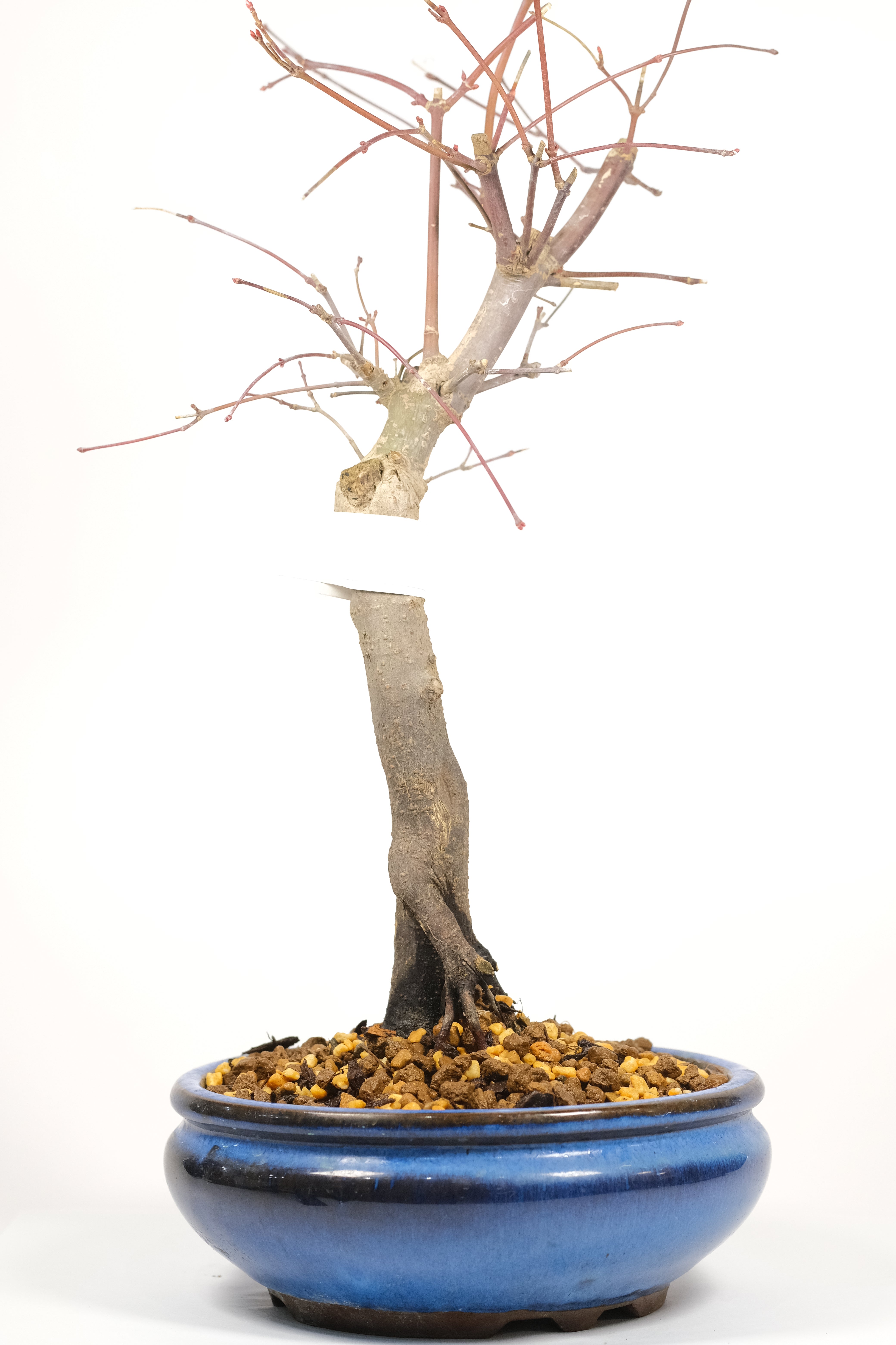 Japanese Maple 'Deshojo'
