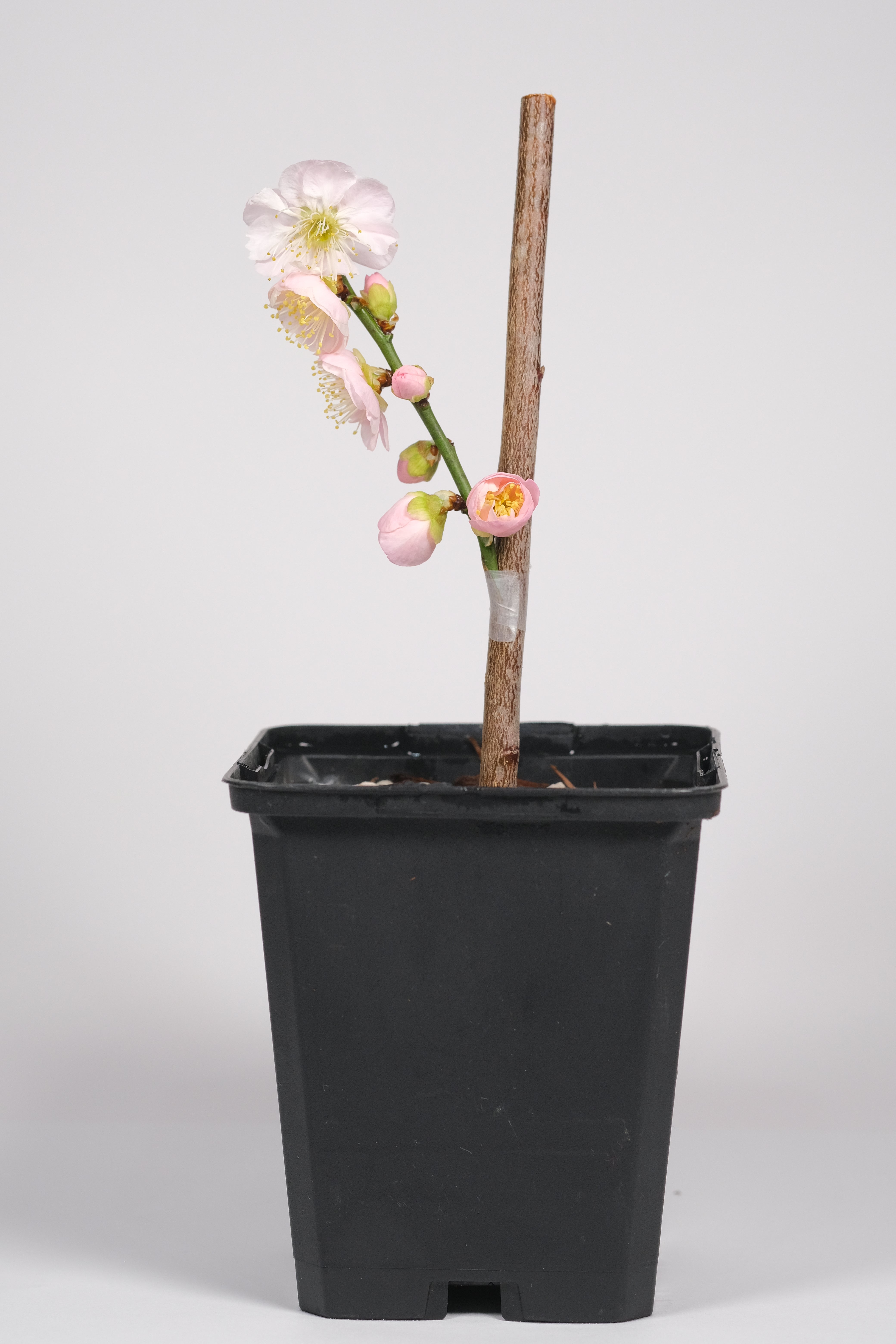 Japanese Flowering Apricot (Ume) 'Kenkyo'