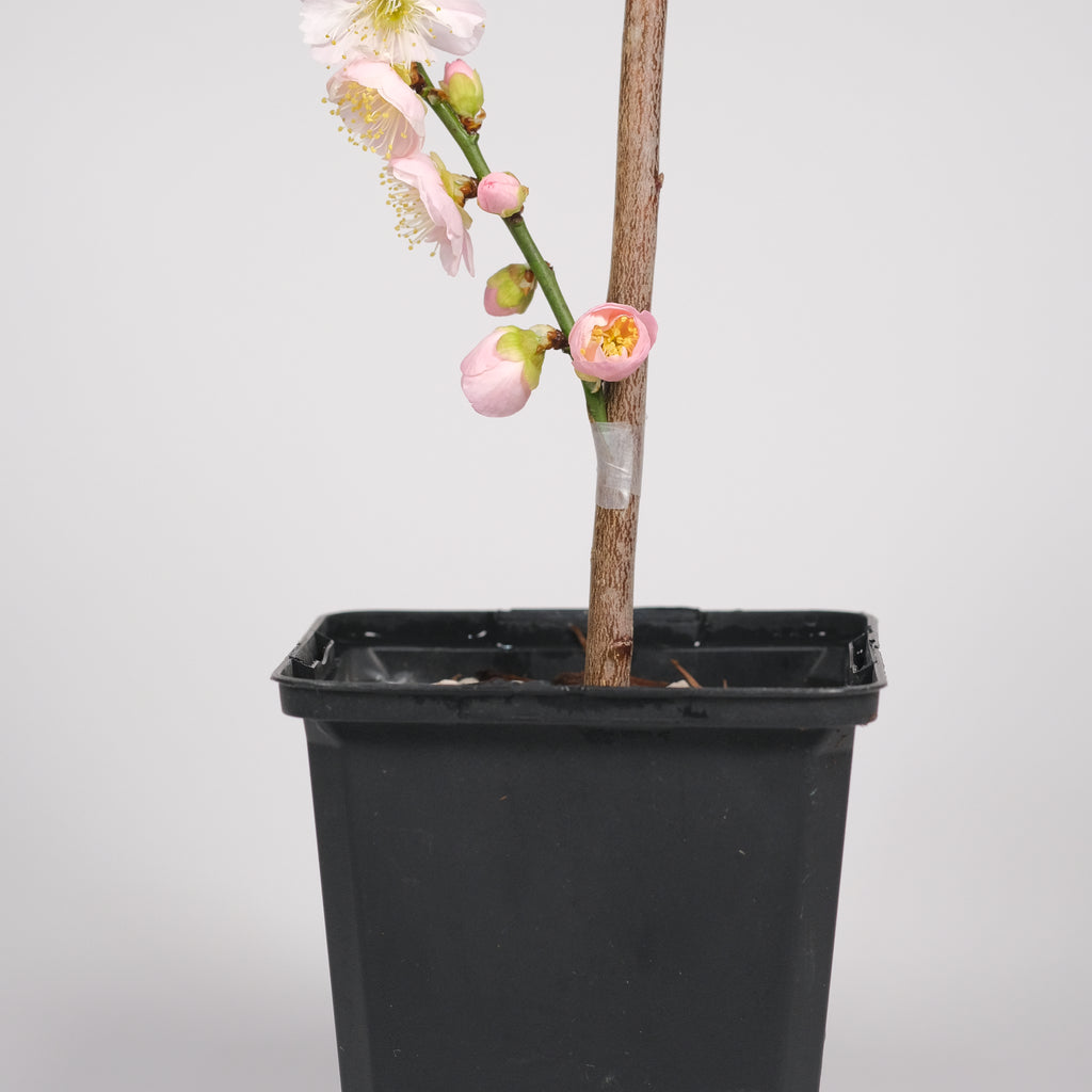 Japanese Flowering Apricot (Ume) 'Kenkyo'