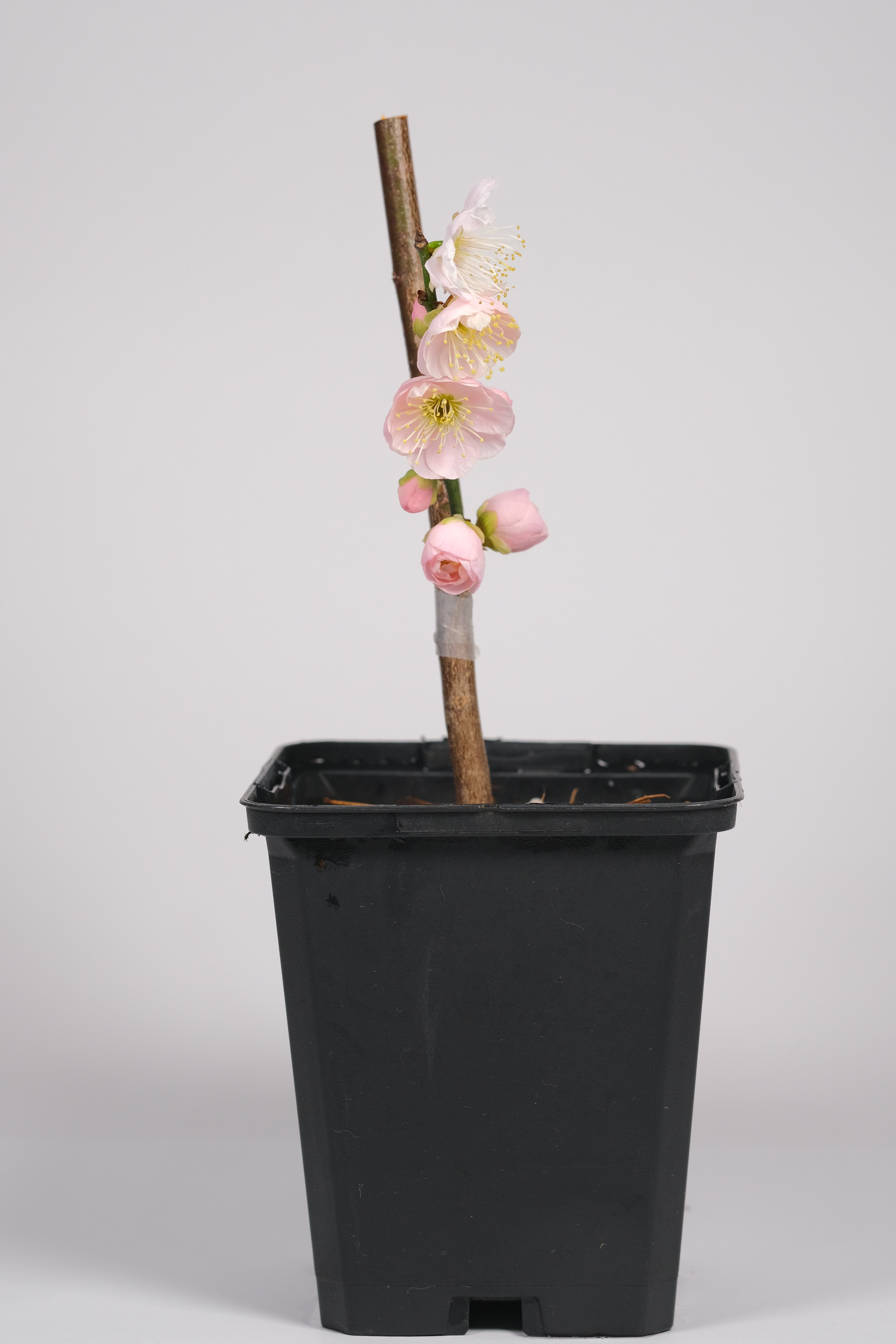 Japanese Flowering Apricot (Ume) 'Kenkyo'