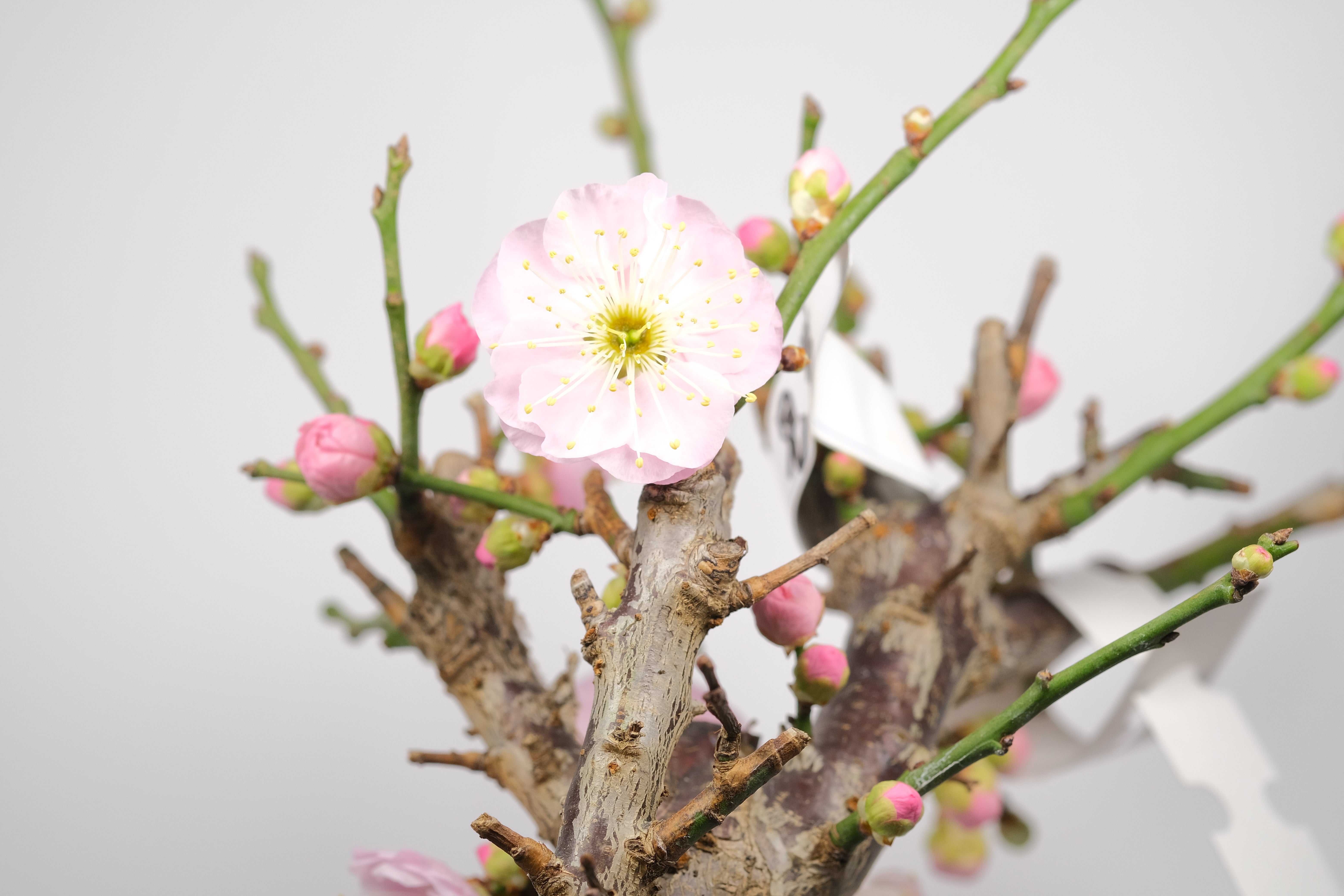 Japanese Flowering Apricot (Ume) 'Kenkyo'