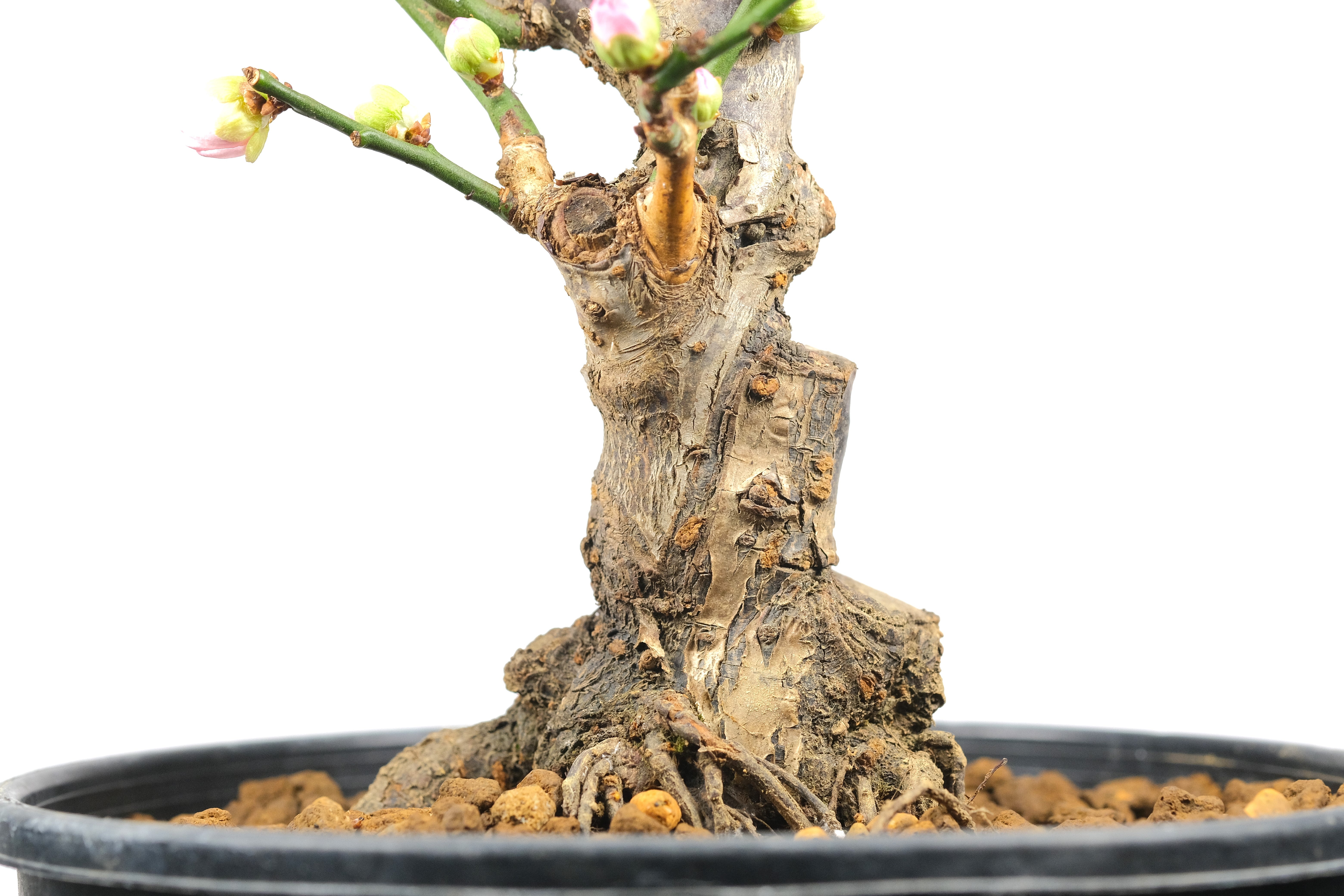 Japanese Flowering Apricot (Ume) 'Kenkyo'