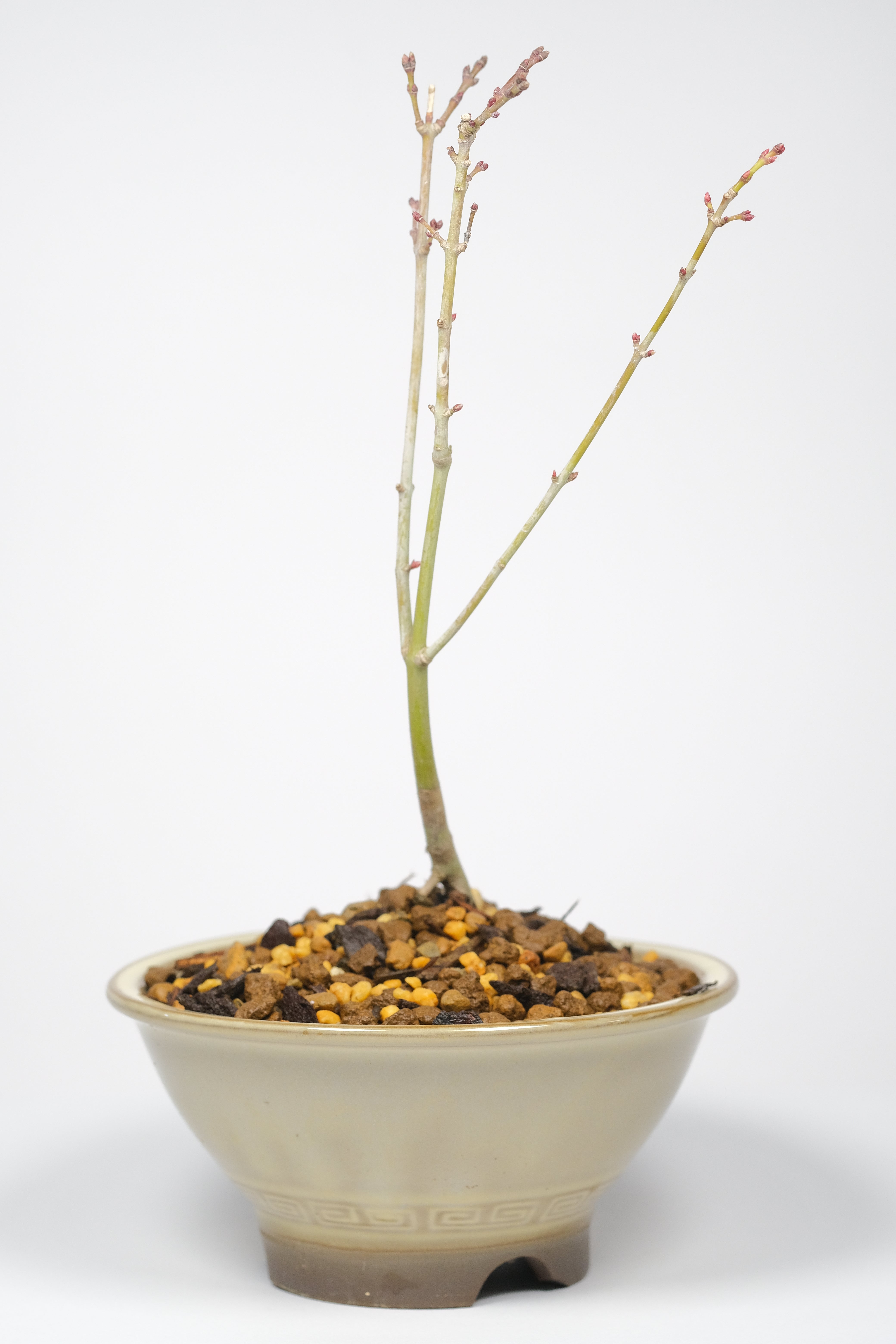 Japanese Maple 'Nagarakawa'