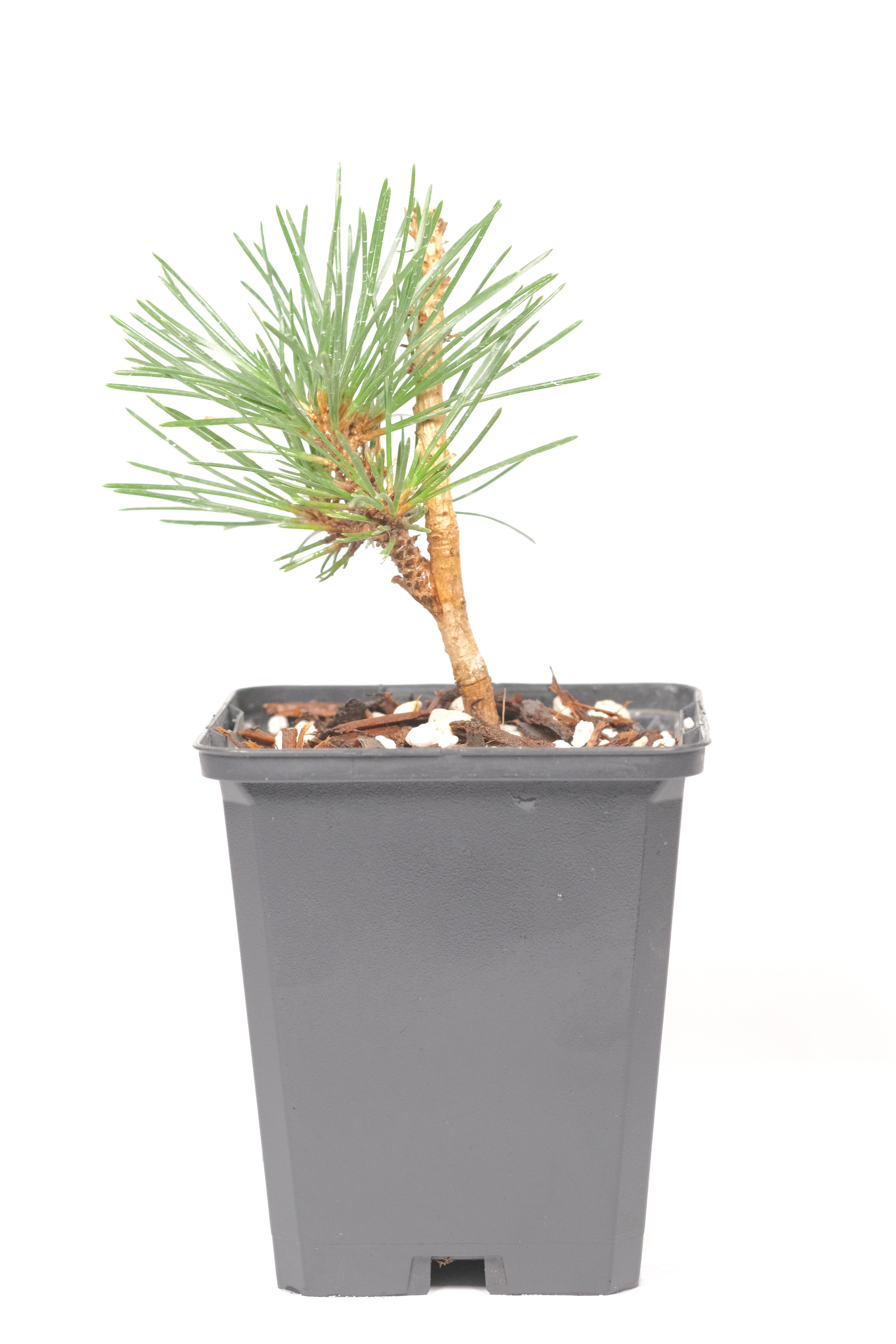 Japanese black pine 'senjumaru'