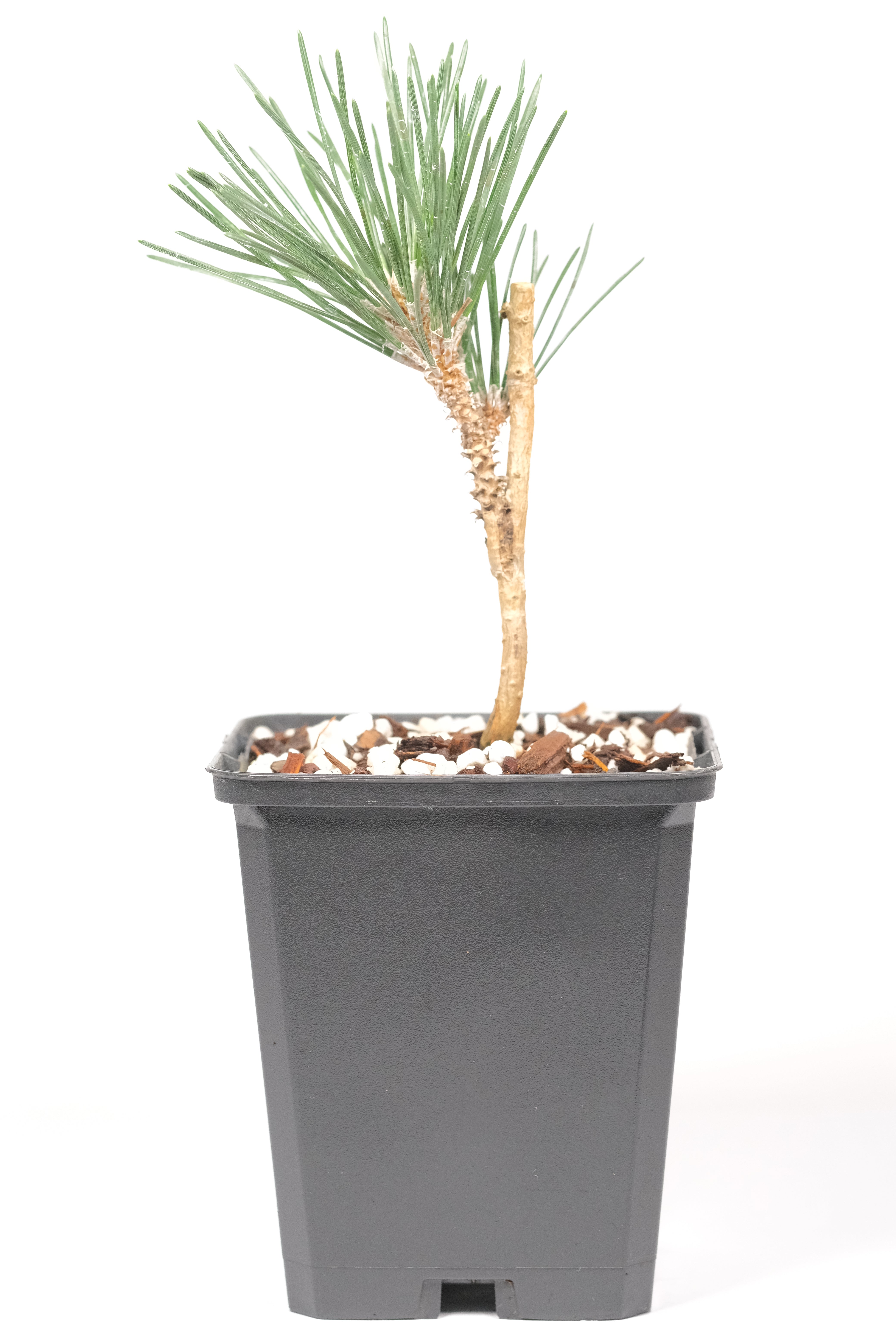 Japanese black pine 'Kotobuki'