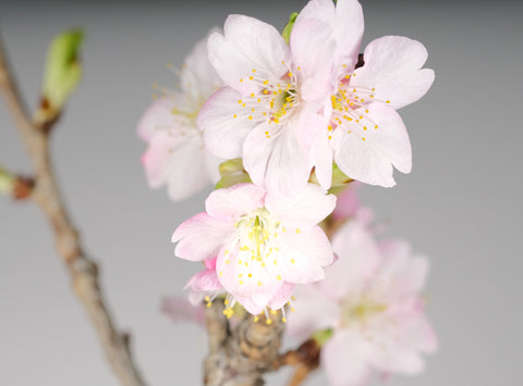 Flowering Cherry 'Kawazu' Sakura