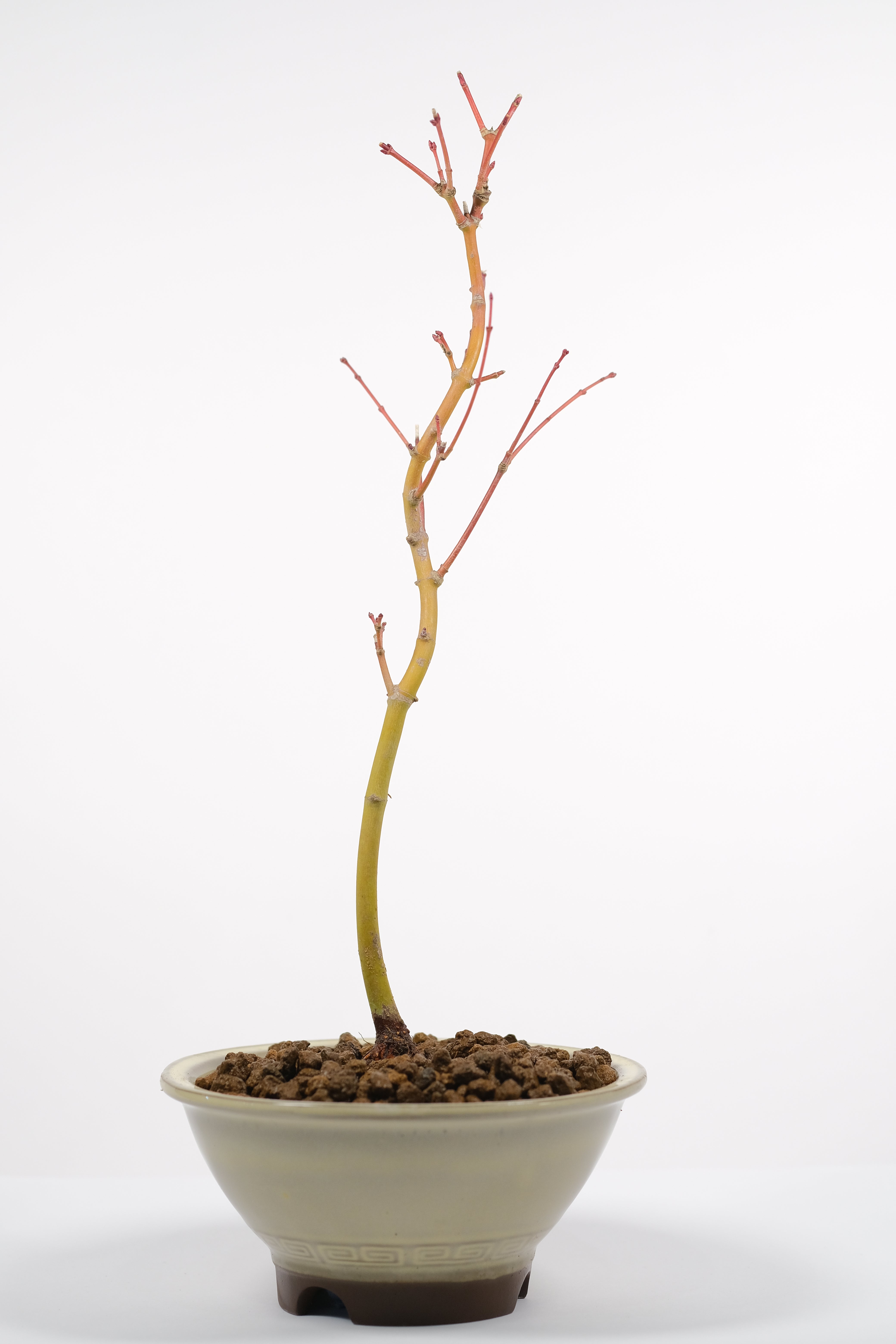 Japanese Maple 'Kashima'