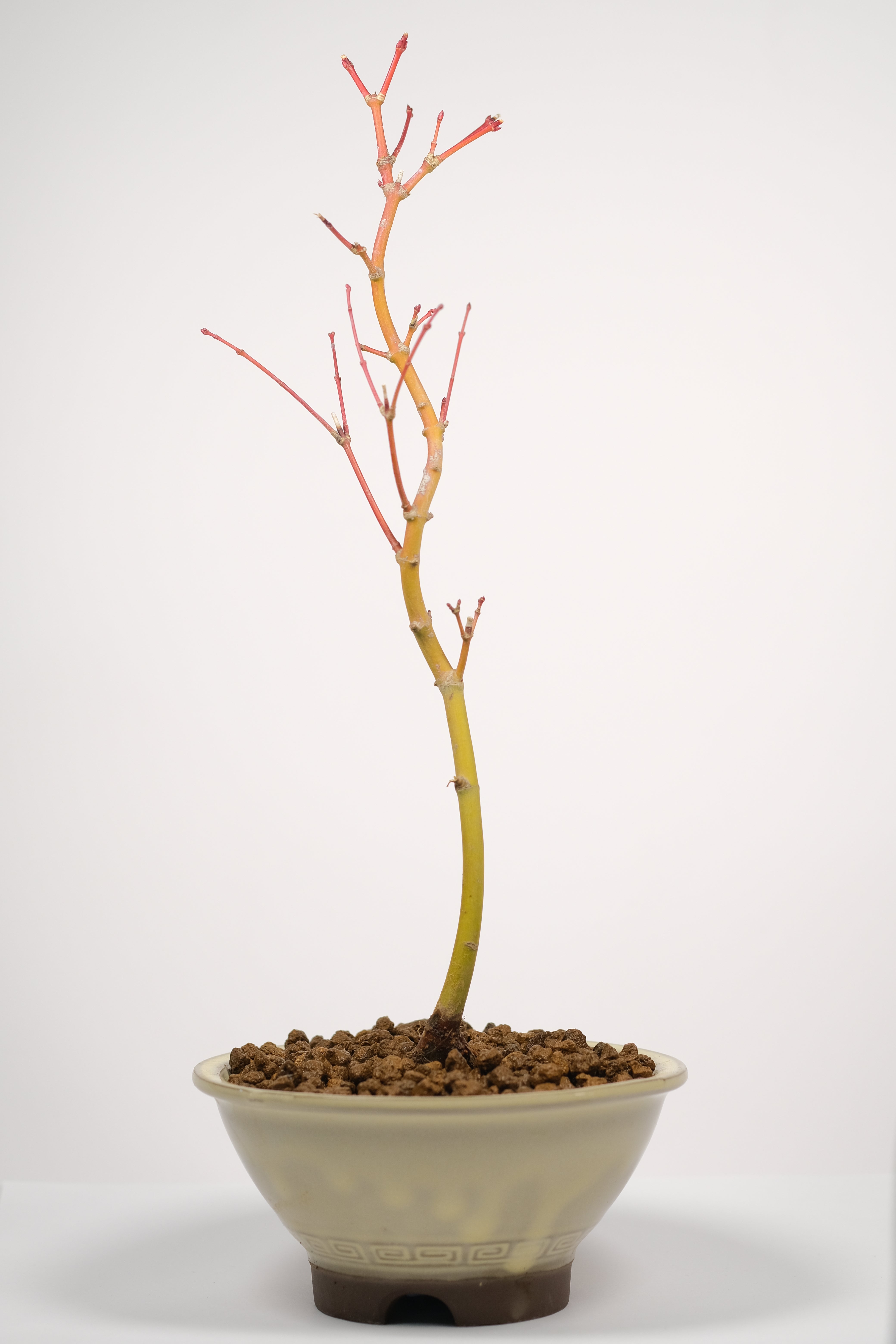 Japanese Maple 'Kashima'