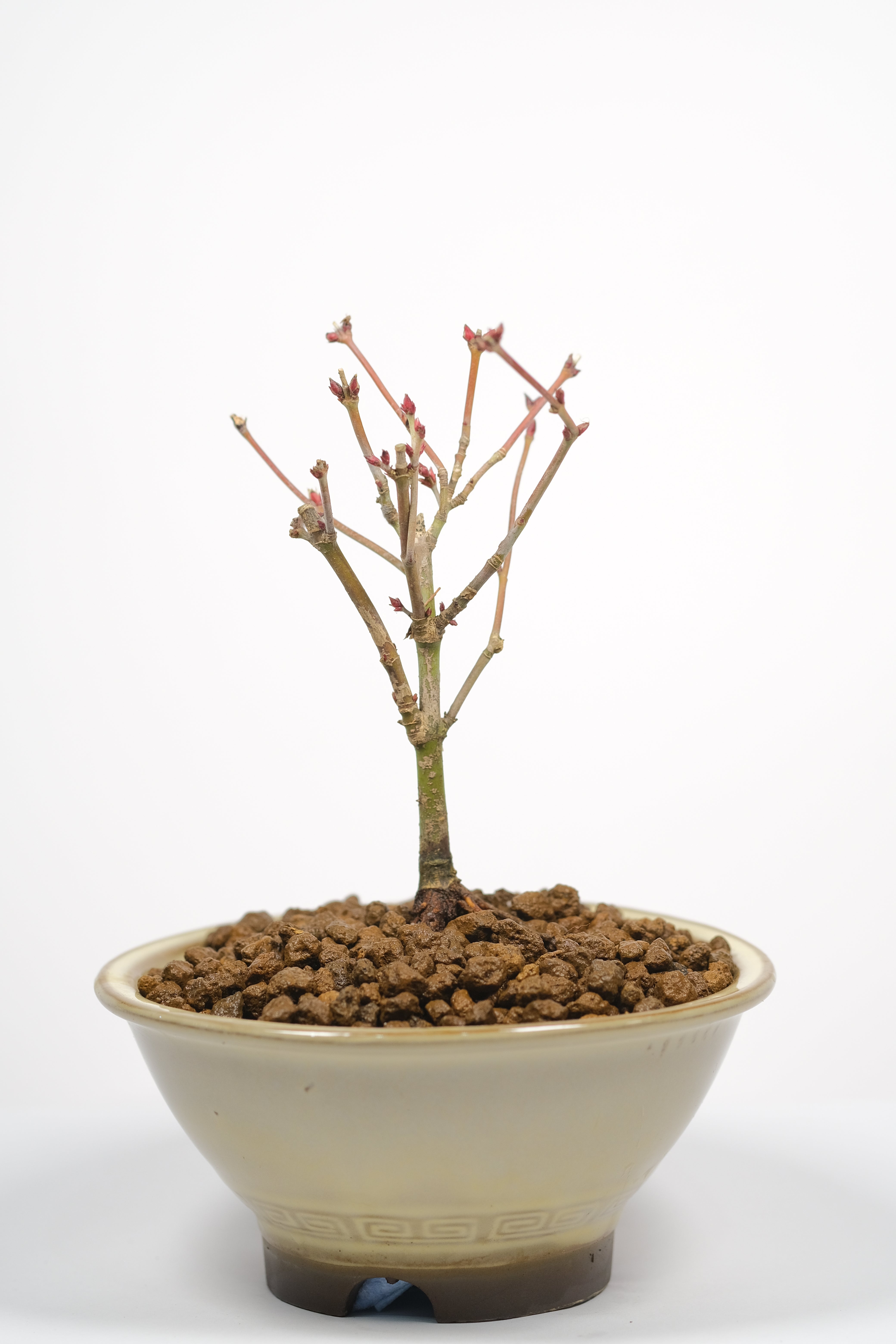 Japanese Maple 'Kiyohime'
