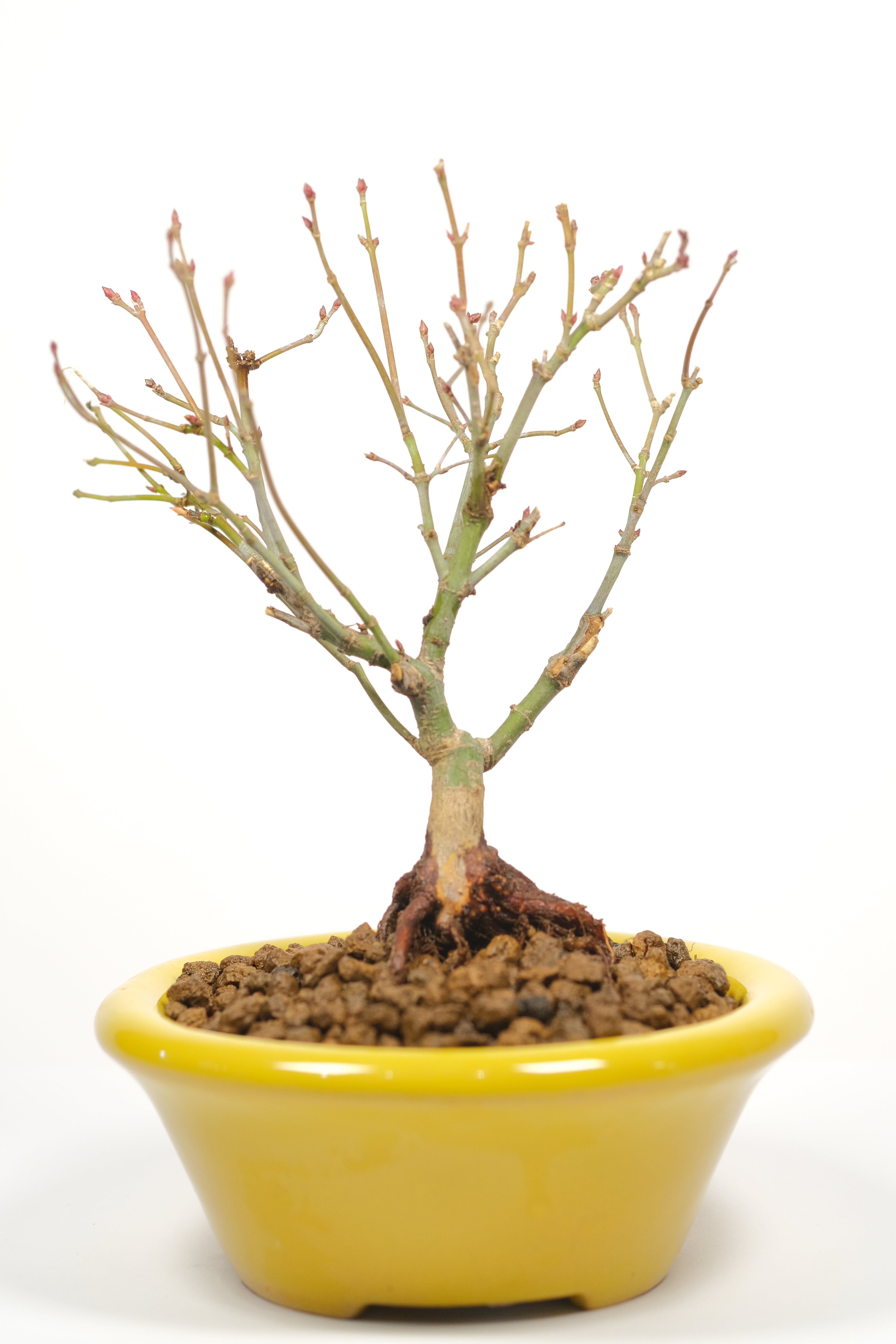 Japanese Maple 'Kiyohime'