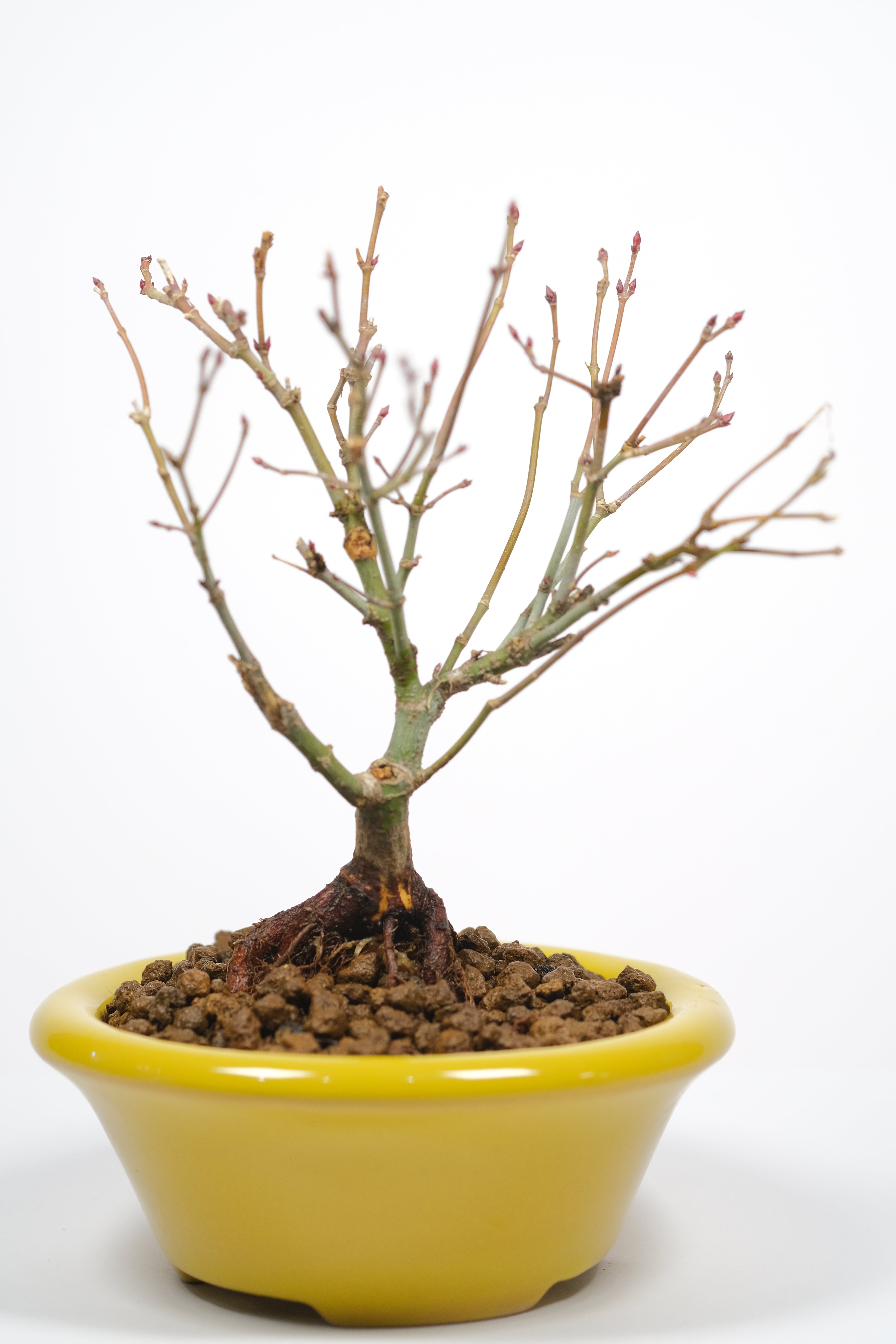 Japanese Maple 'Kiyohime'