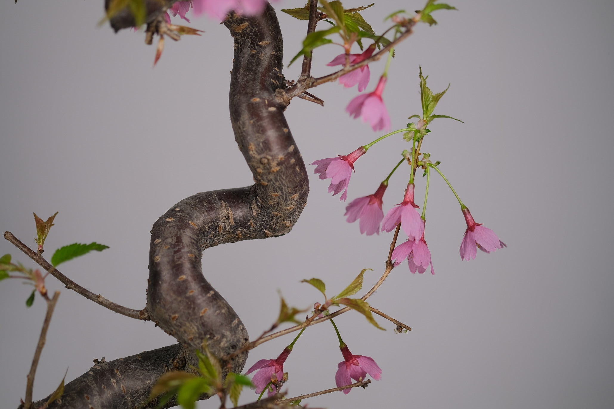 Flowering Cherry "Miyabi" Sakura
