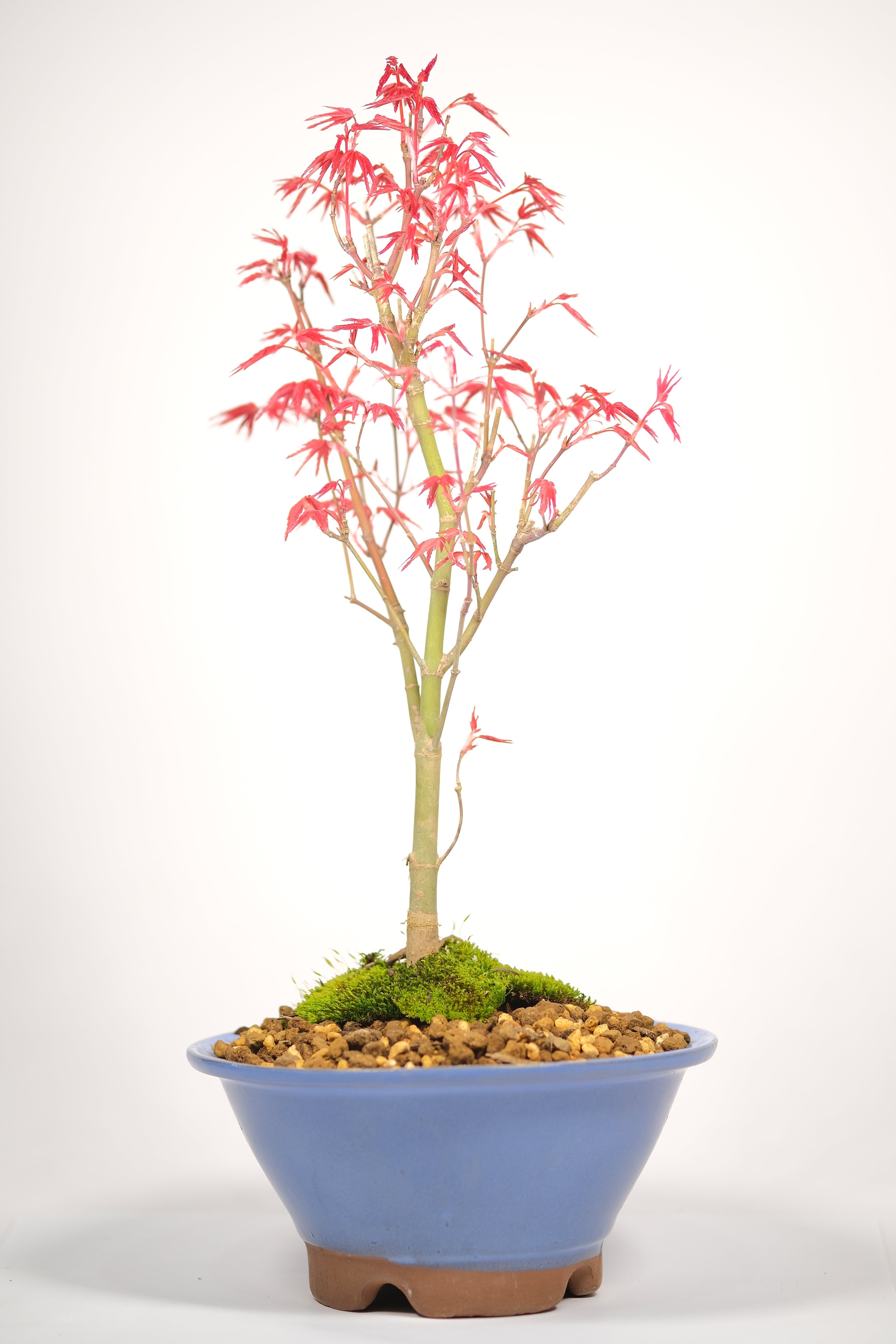Japanese Maple 'Deshojo'